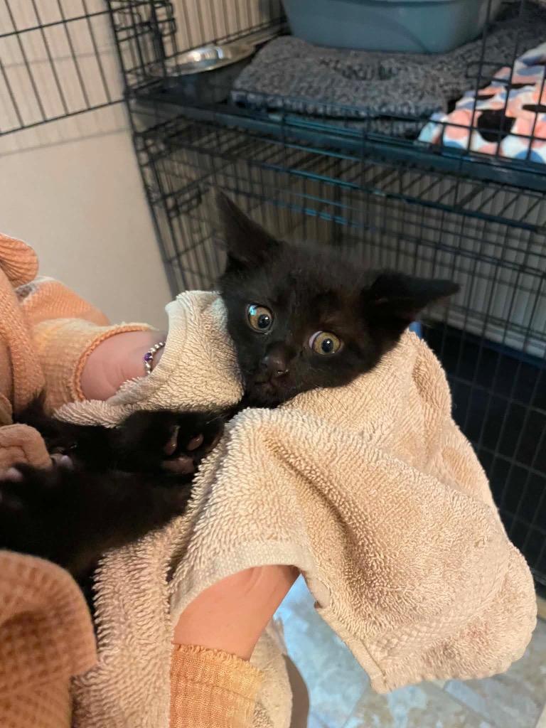Jalapena, Adoptable, Kitten Female Domestic Short Hair.
