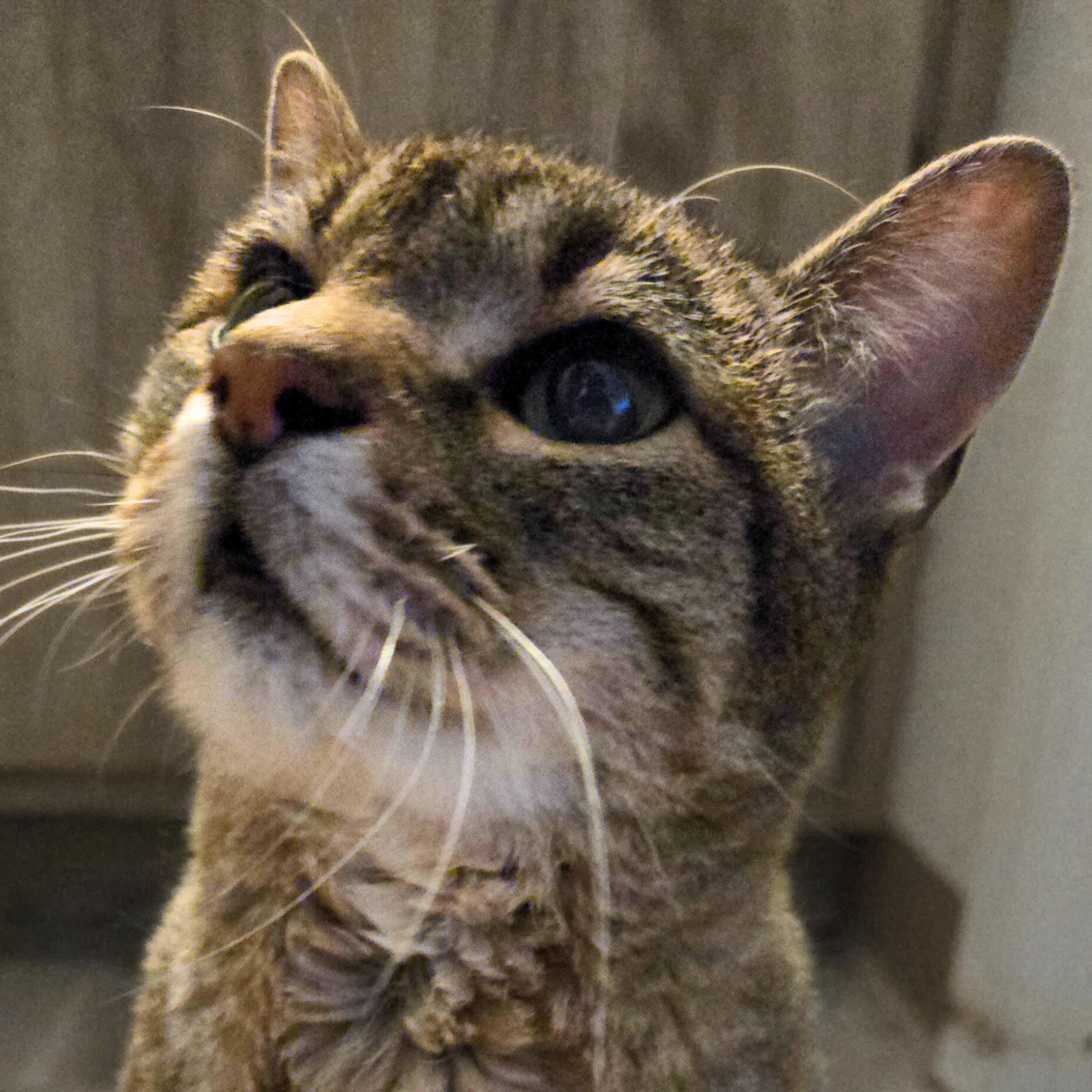 Juniper, Adoptable, Adult Male Domestic Short Hair.