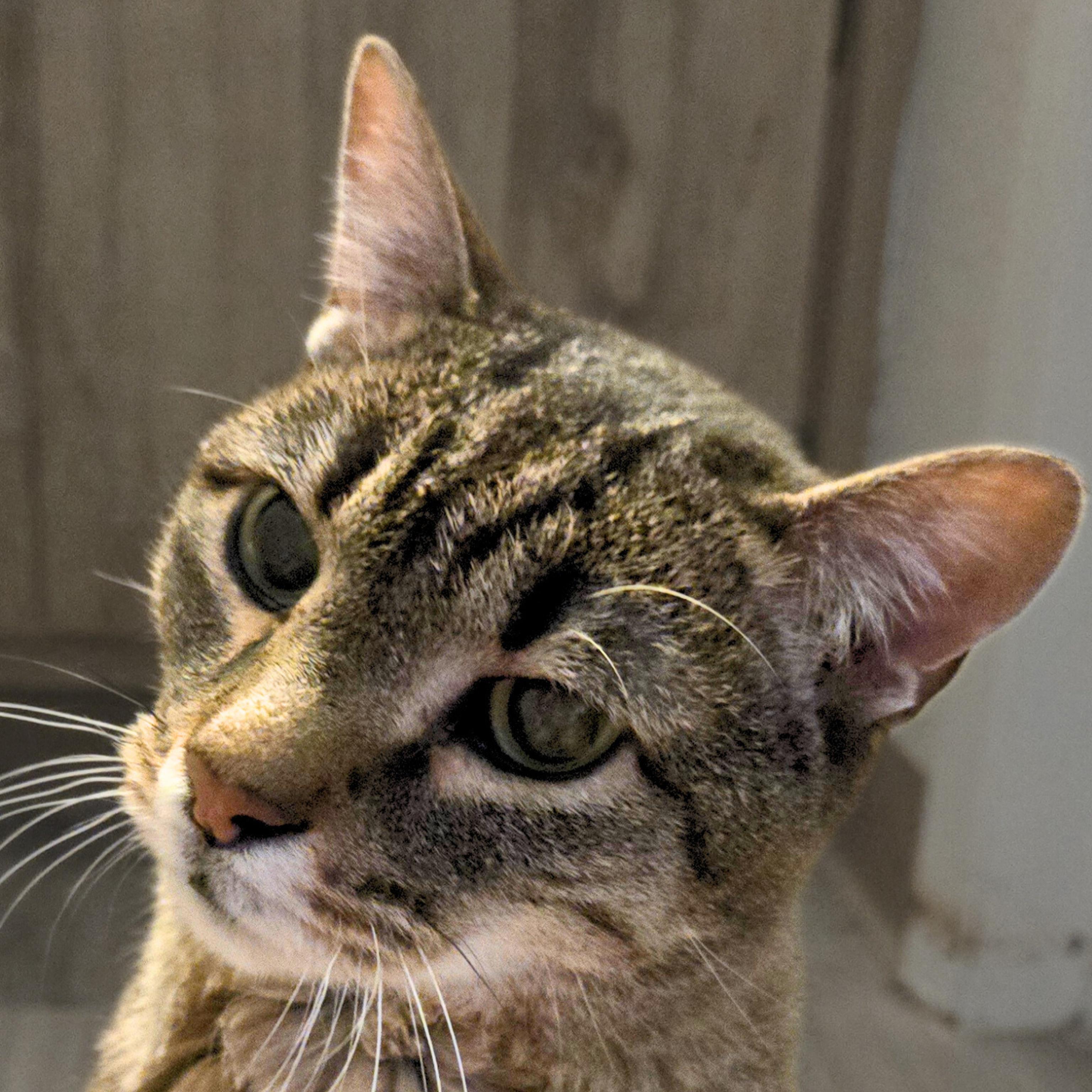 Enlarge Juniper, a Adoptable mixed breed in Santa Fe, NM image 6/6