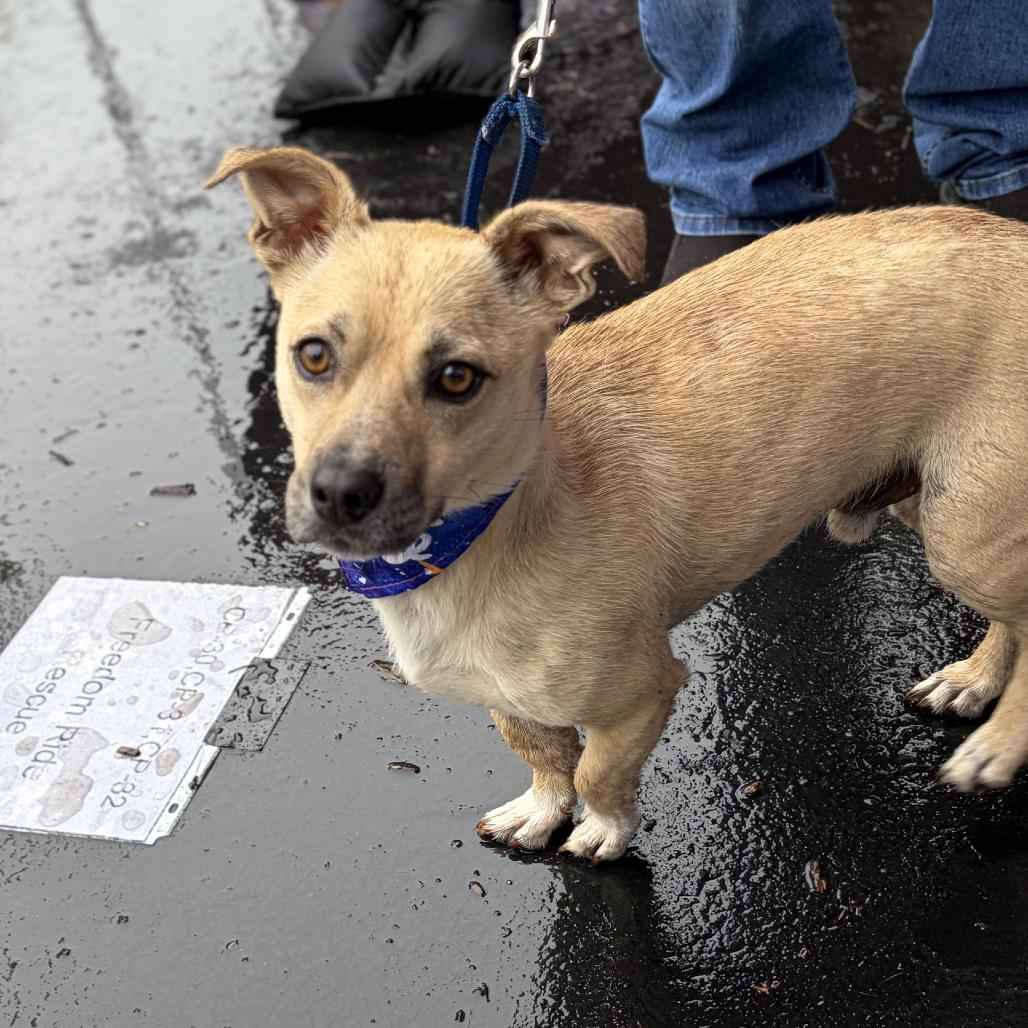Roscoe, a Adoptable mixed breed in Raleigh, NC image 1/6