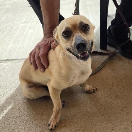 Enlarge Roscoe, a Adoptable mixed breed in Raleigh, NC image 1/6