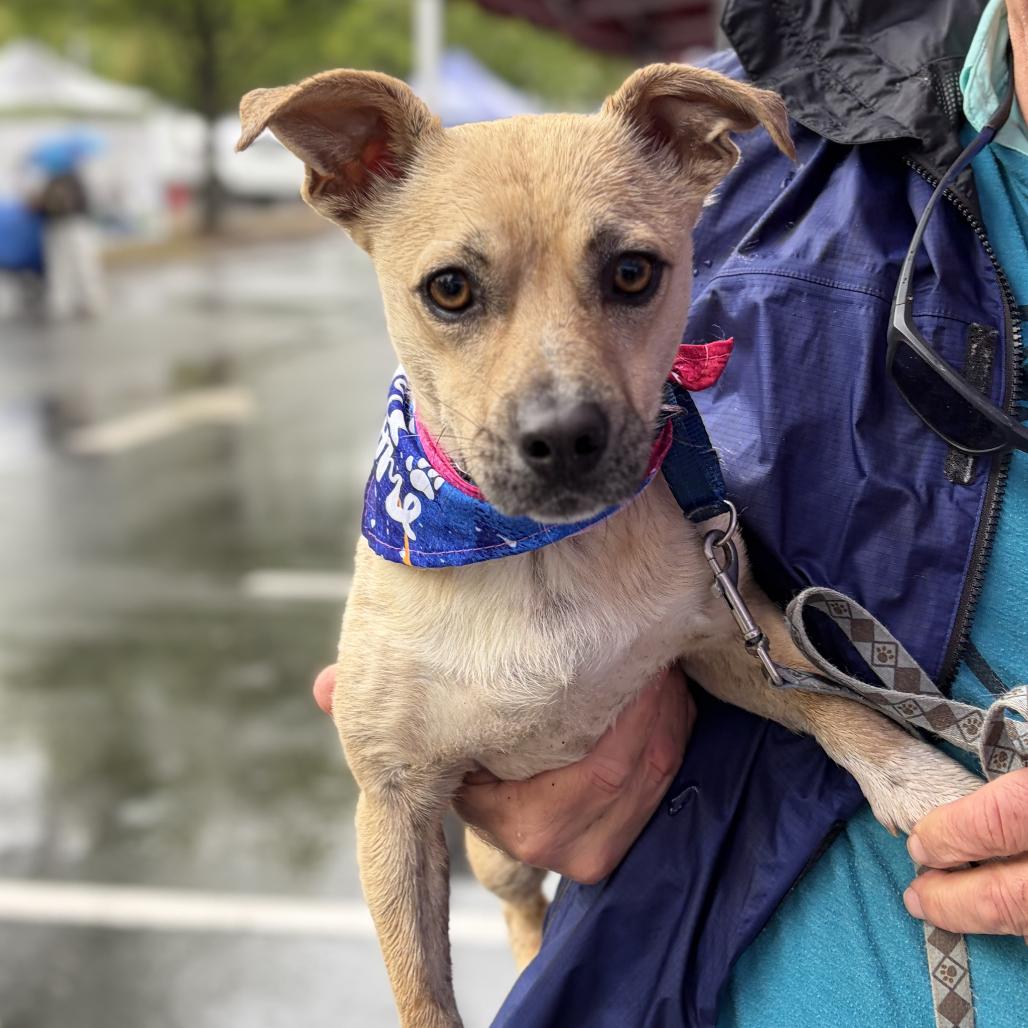 Enlarge Roscoe, a Adoptable mixed breed in Raleigh, NC image 2/6