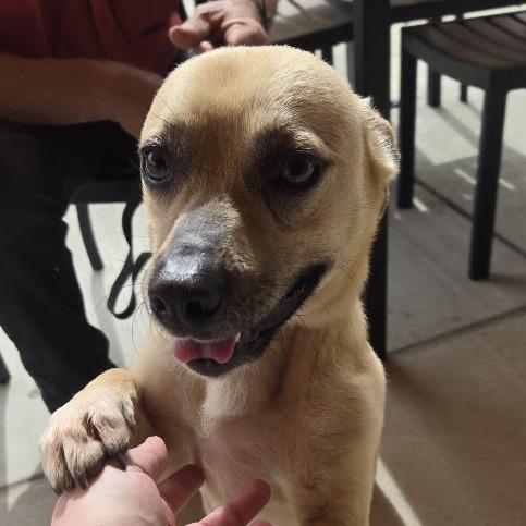 Enlarge Roscoe, a Adoptable mixed breed in Raleigh, NC image 3/6