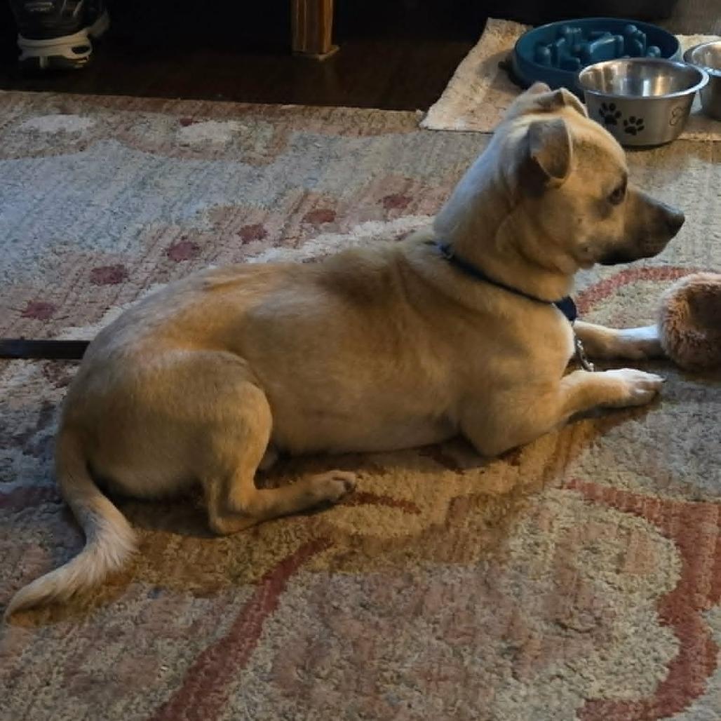 Enlarge Roscoe, a Adoptable mixed breed in Raleigh, NC image 4/6