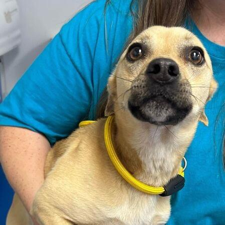 Enlarge Roscoe, a Adoptable mixed breed in Raleigh, NC image 5/6