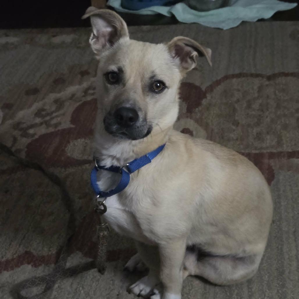 Roscoe, a Adoptable mixed breed in Raleigh, NC image 5/6