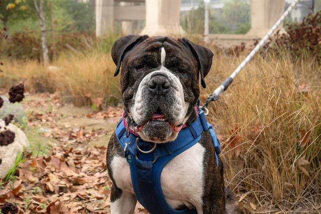 BIGGS, Adoptable, Adult Male American Bulldog.