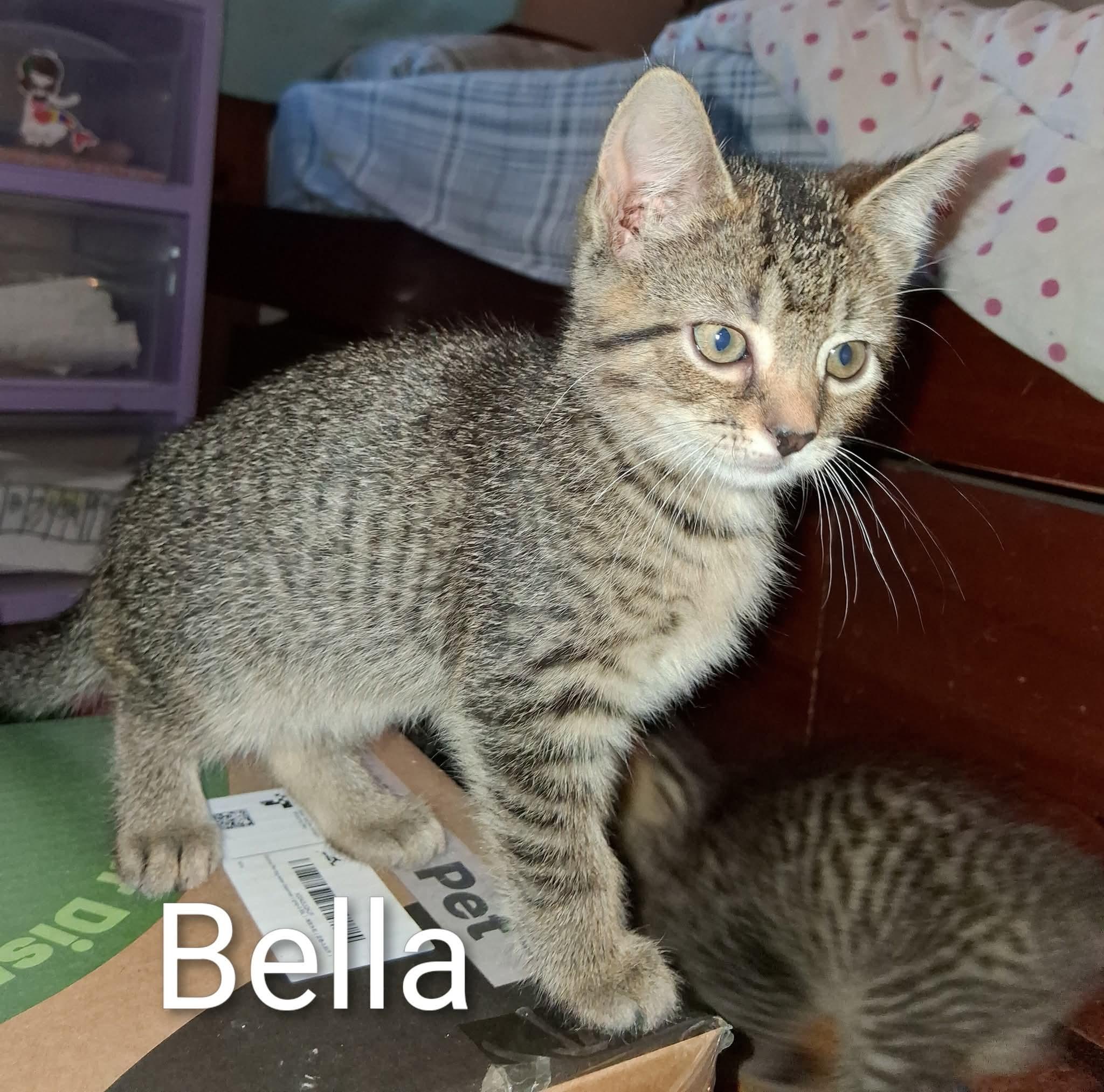 Bella
