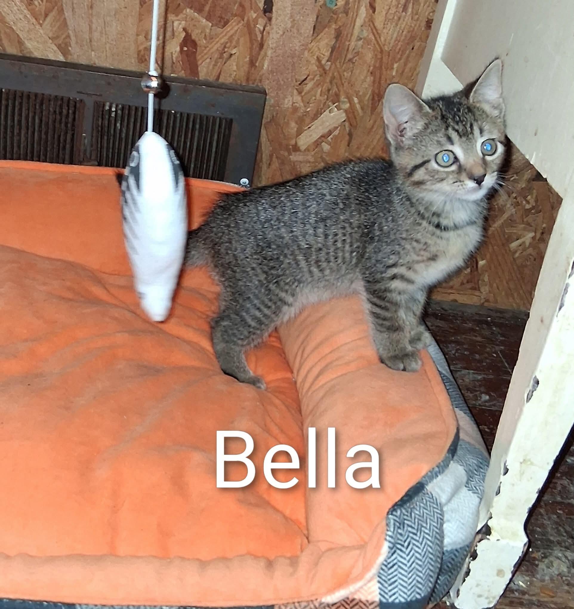 Bella thumbnail 2