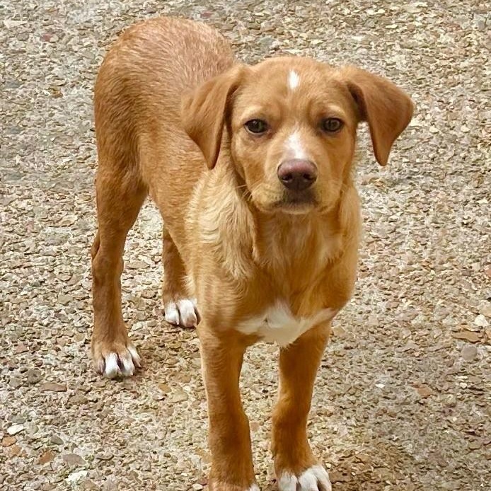 Nelson , an adopted mixed breed in High Ridge, MO image 4/6