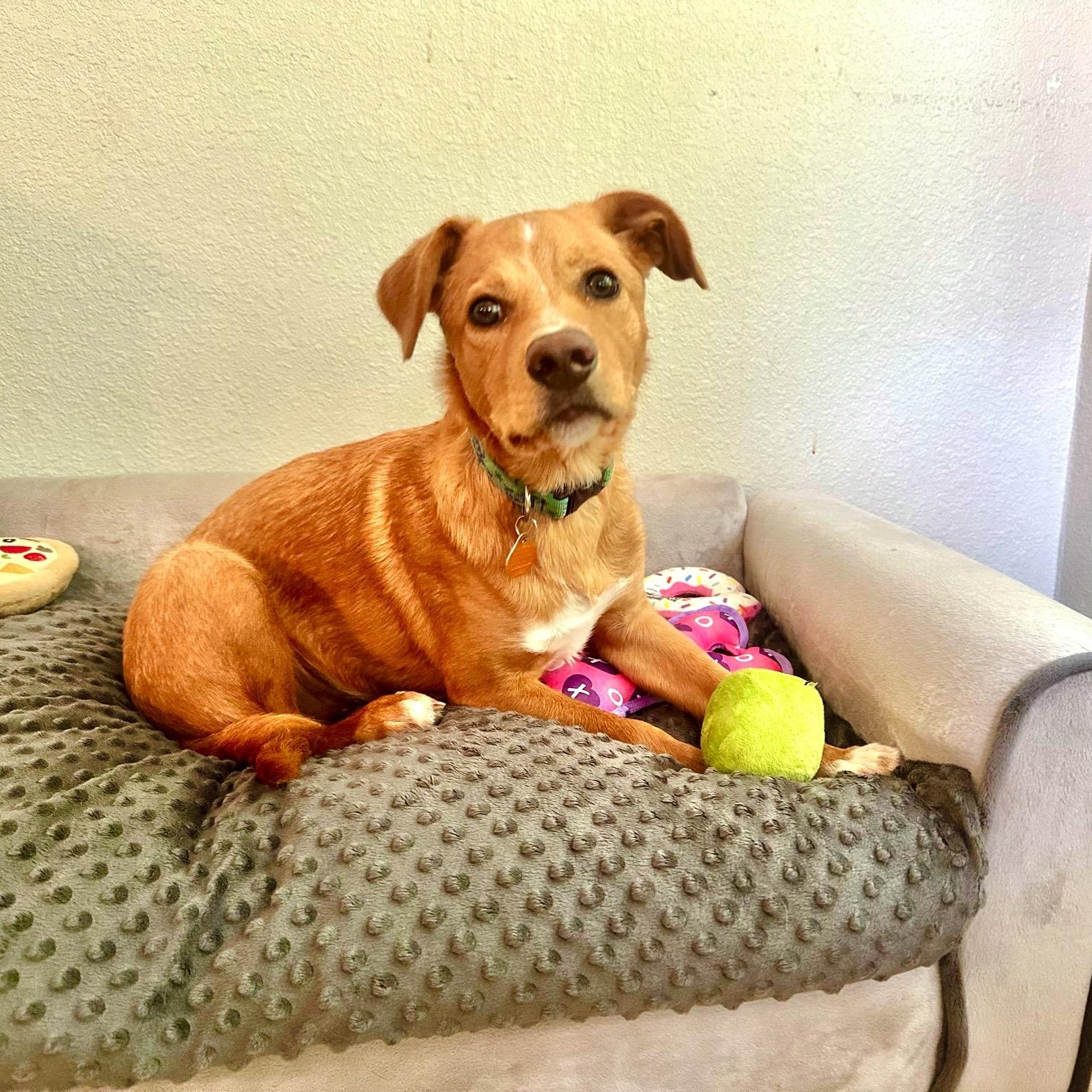 Nelson , an adoptable mixed breed in High Ridge, MO image 3/4
