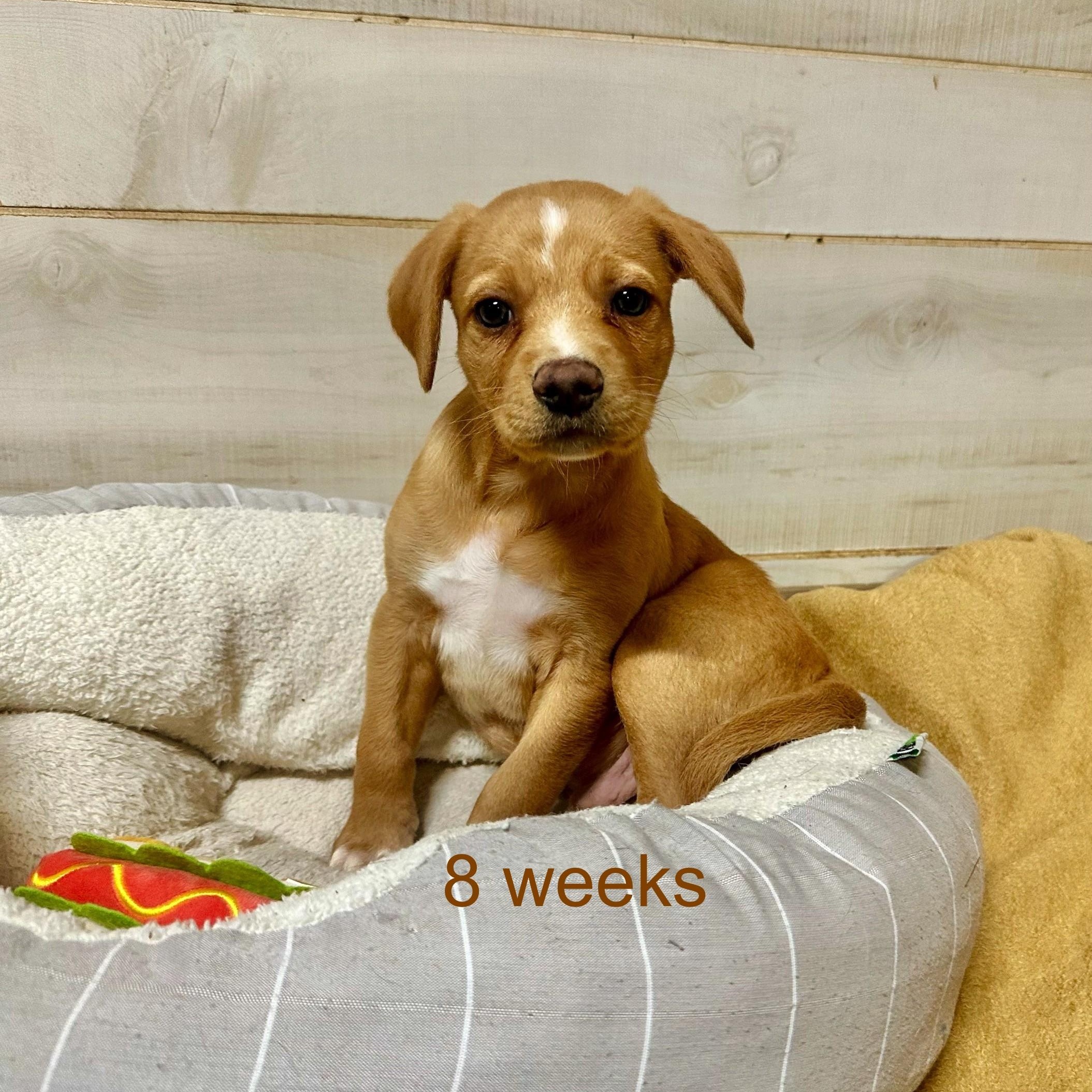 Enlarge Nelson , a Adoptable mixed breed in High Ridge, MO image 4/4