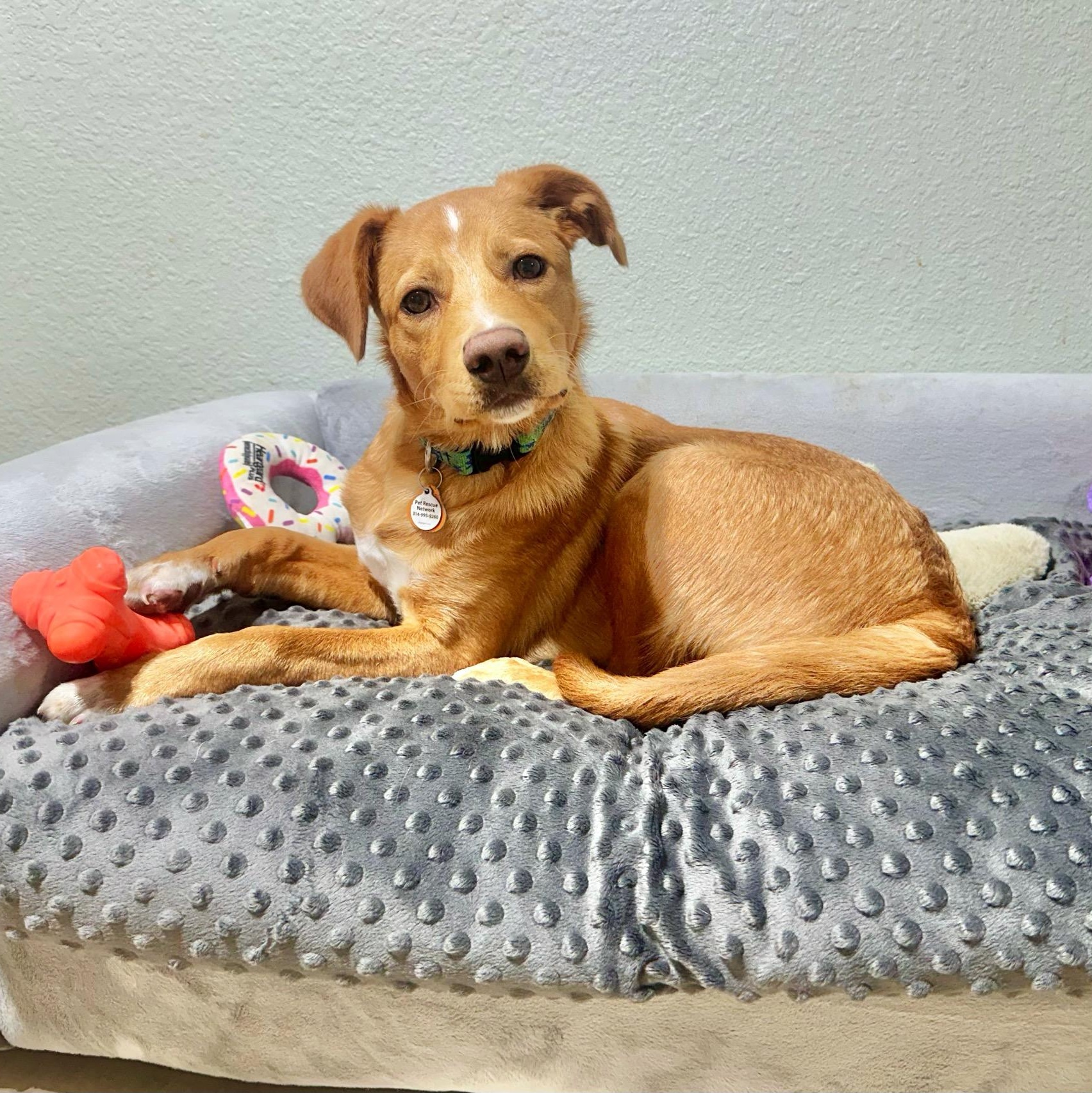Nelson , an adoptable mixed breed in High Ridge, MO image 4/4