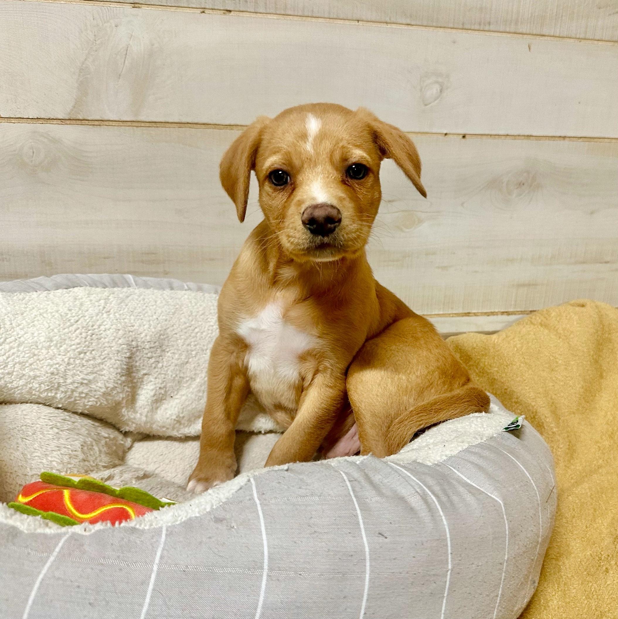 Enlarge Nelson , a Adoptable mixed breed in High Ridge, MO image 1/1