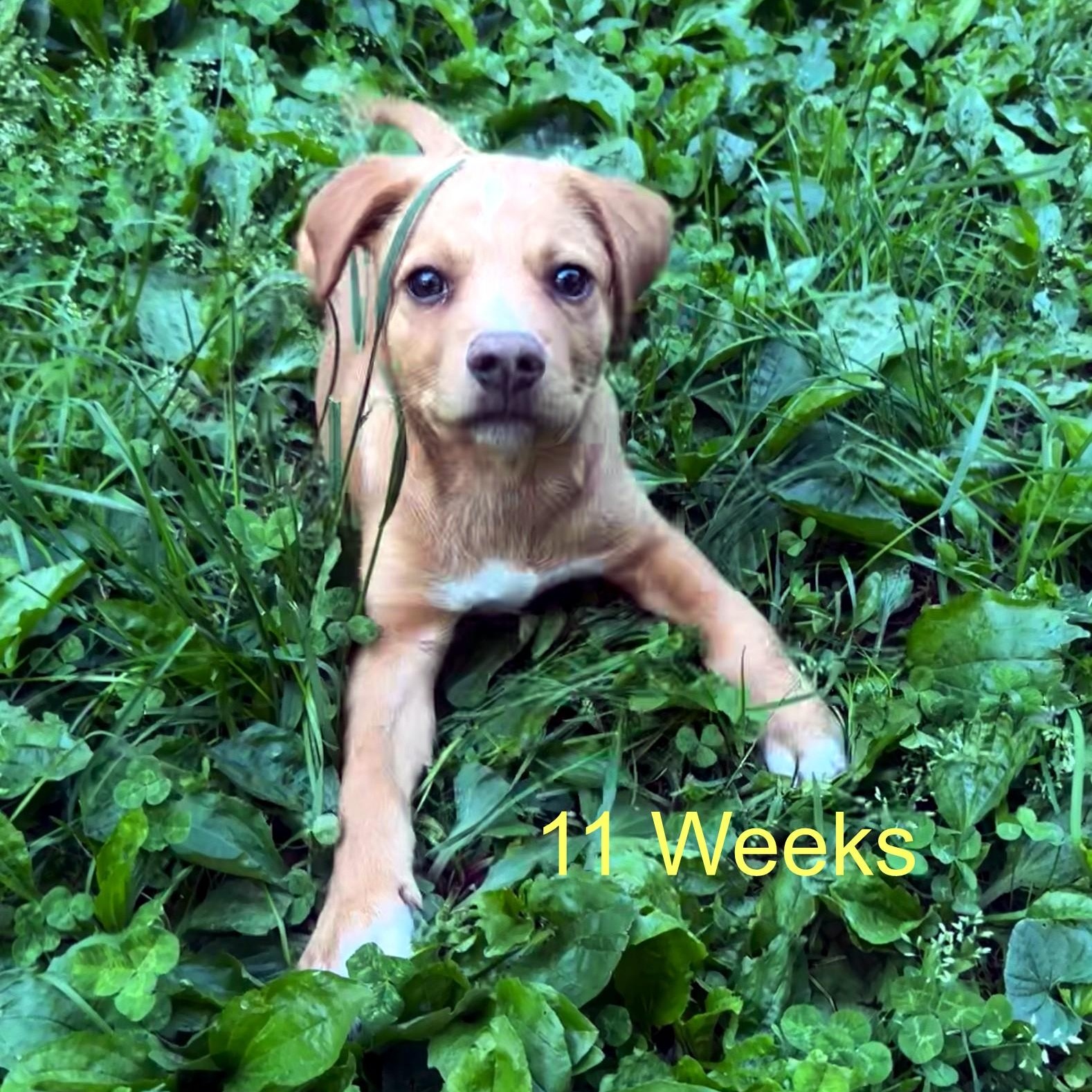 Enlarge Nelson , a Adoptable mixed breed in High Ridge, MO image 2/4