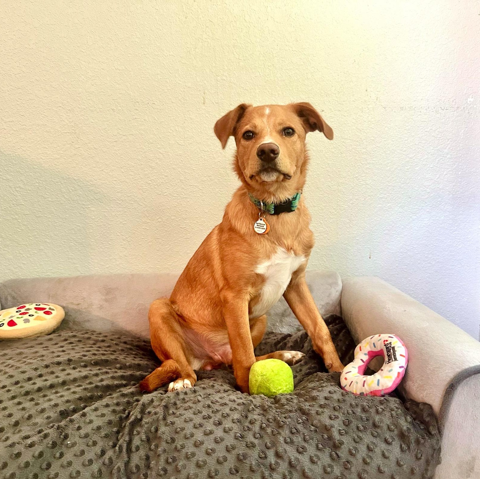 Nelson , an adoptable mixed breed in High Ridge, MO image 2/4