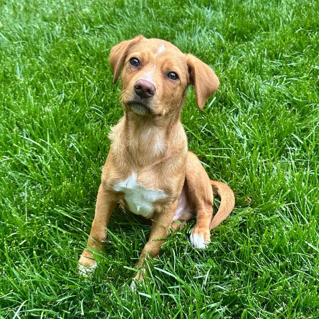 Nelson , an adopted mixed breed in High Ridge, MO image 3/6