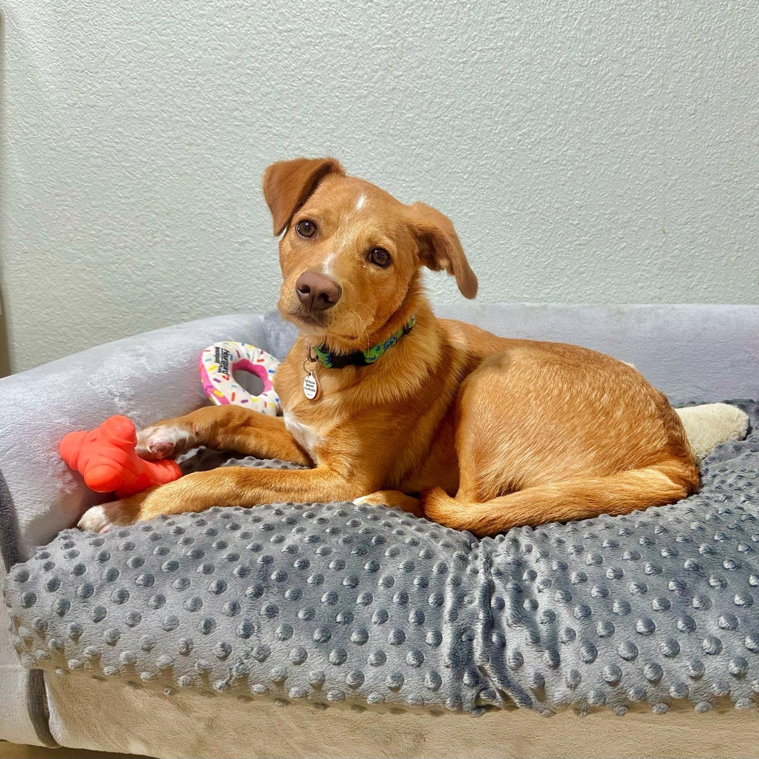 Nelson , adoptable, Puppy Male Golden Retriever & Mixed Breed.