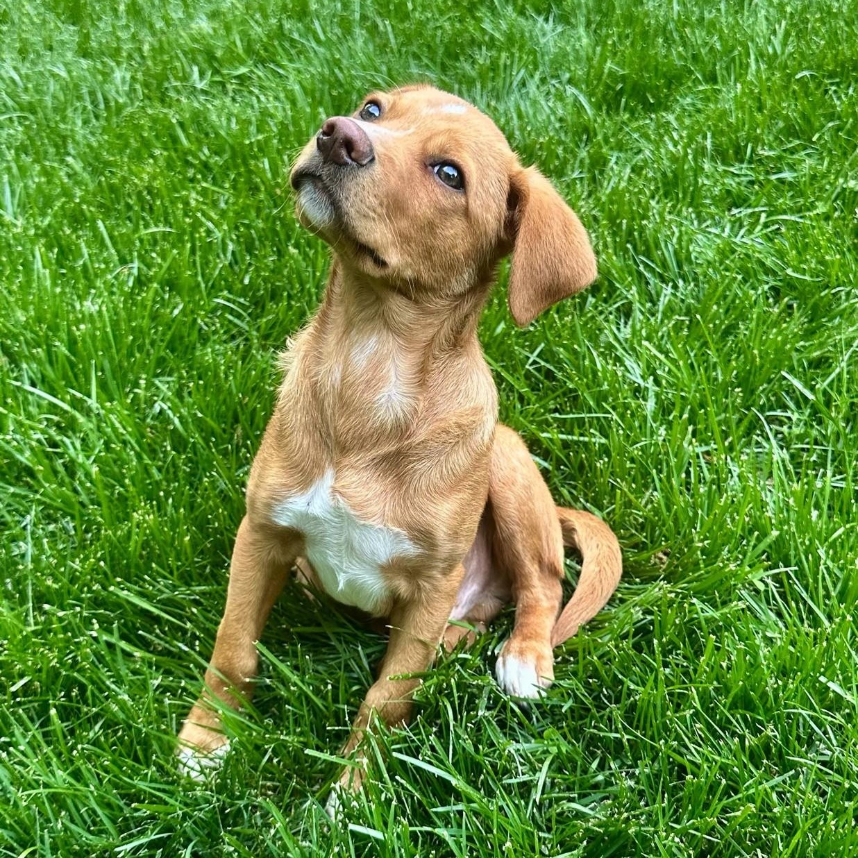 Nelson , an adopted mixed breed in High Ridge, MO image 5/6