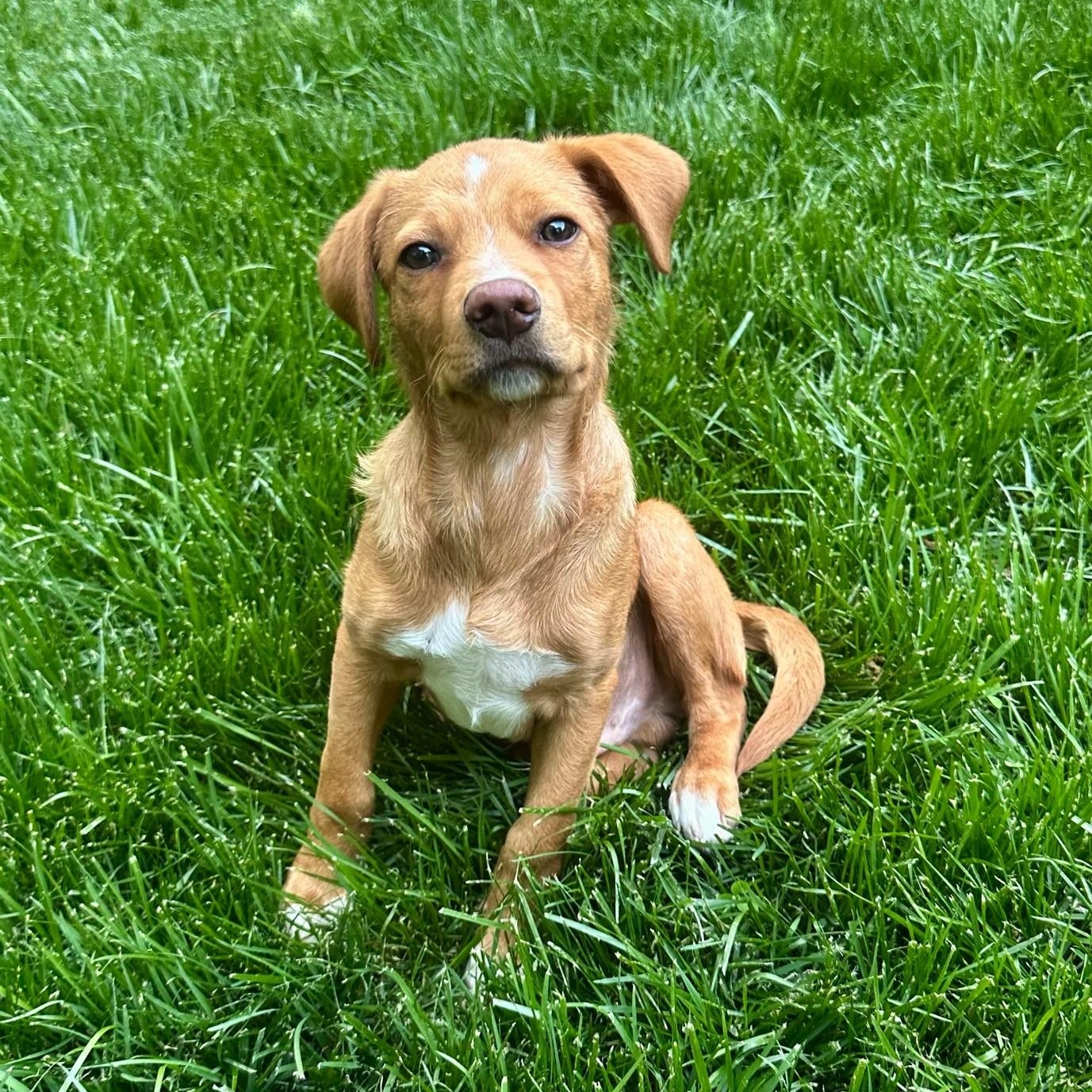 Nelson , adopted, Puppy Male Golden Retriever & Mixed Breed.