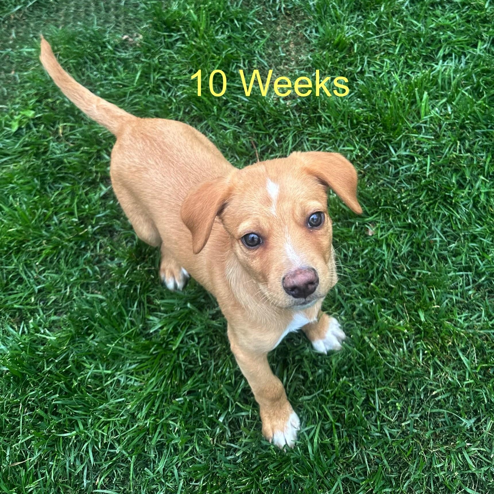 Nelson , Adoptable, Puppy Male Labrador Retriever & Mixed Breed.