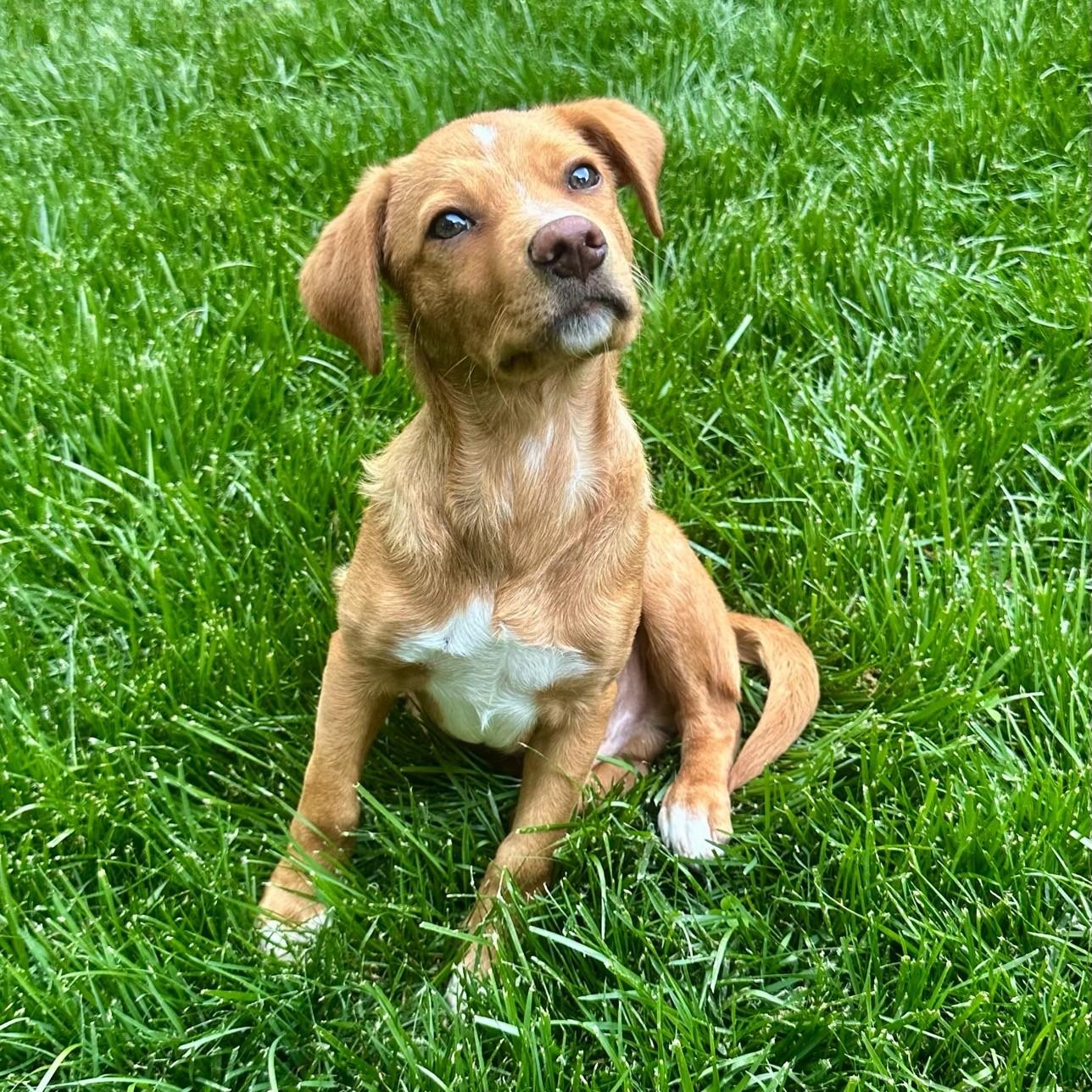 Nelson , an adopted mixed breed in High Ridge, MO image 2/6