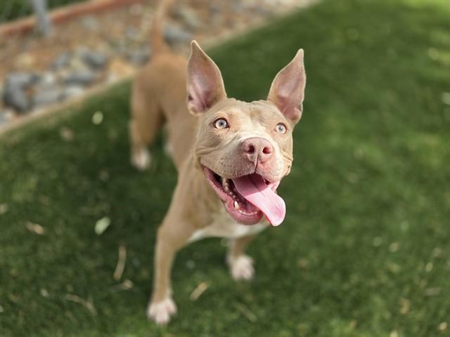TRIXIE, Adoptable, Adult Female Staffordshire Bull Terrier.