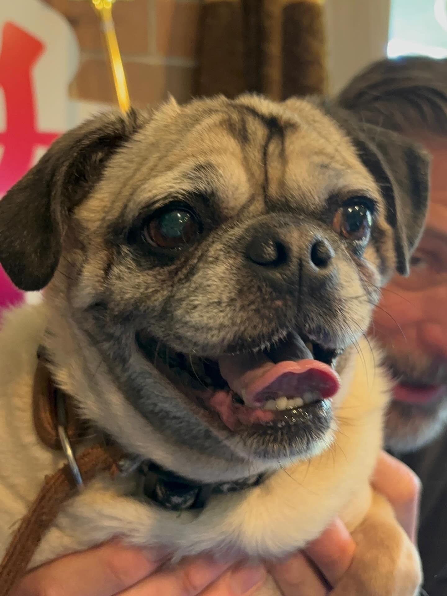 Enlarge Mochi, an adopted Pug in Bellingham, WA image 1/1
