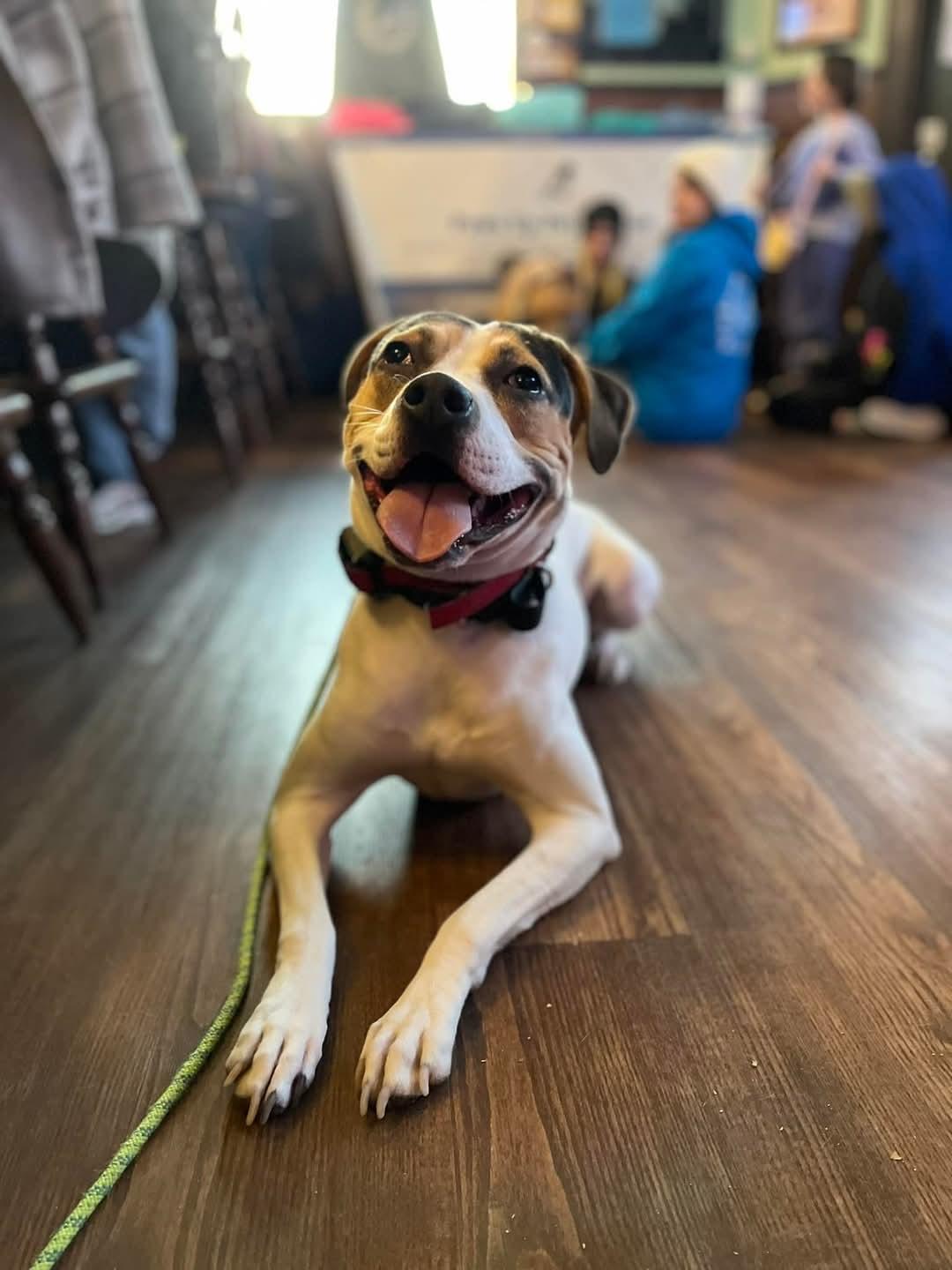 Willow, Adult Female Mixed Breed