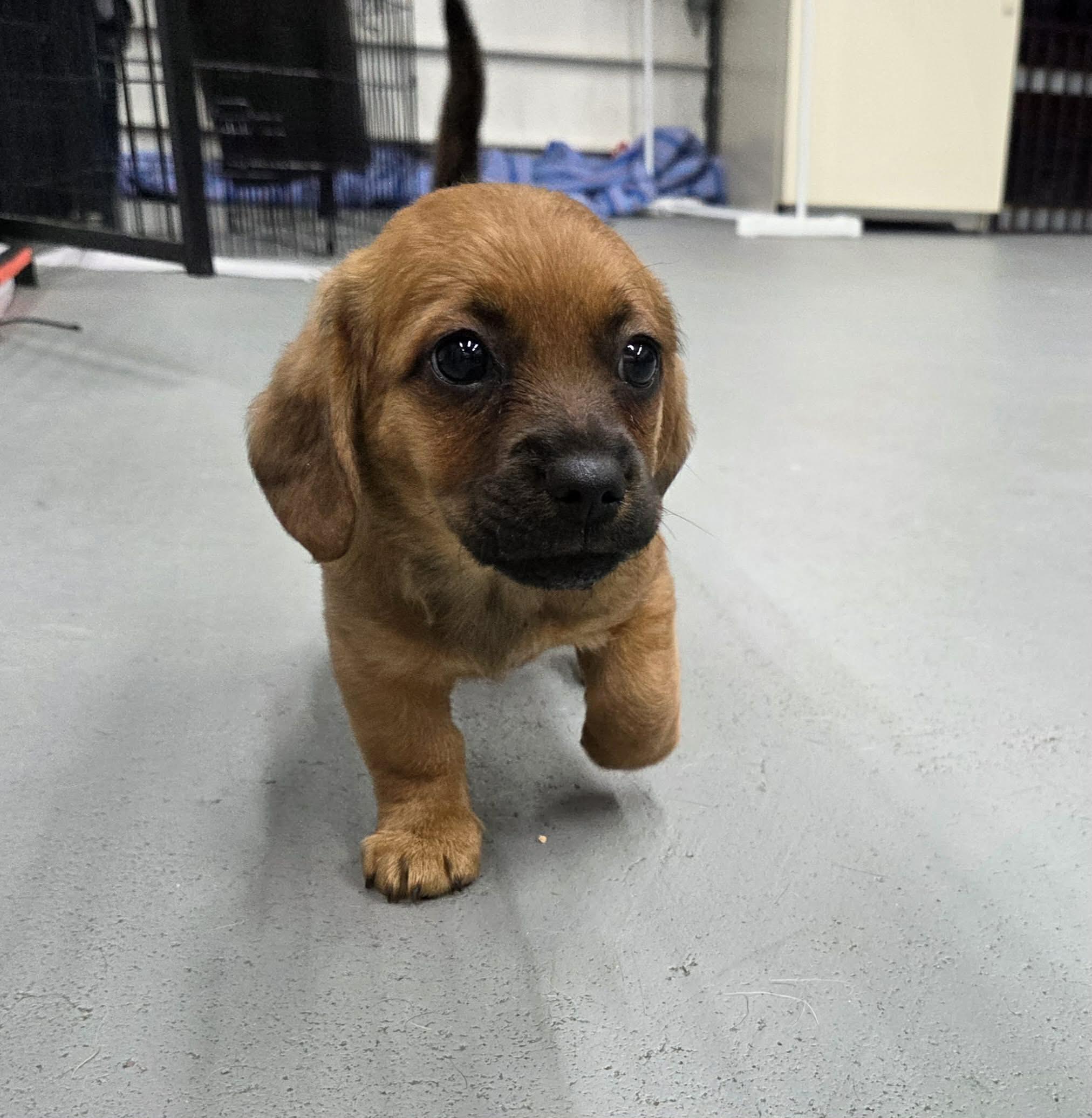Bella the Dachshund Mix Puppy!, an adopted mixed breed in Muskego, WI image 3/5