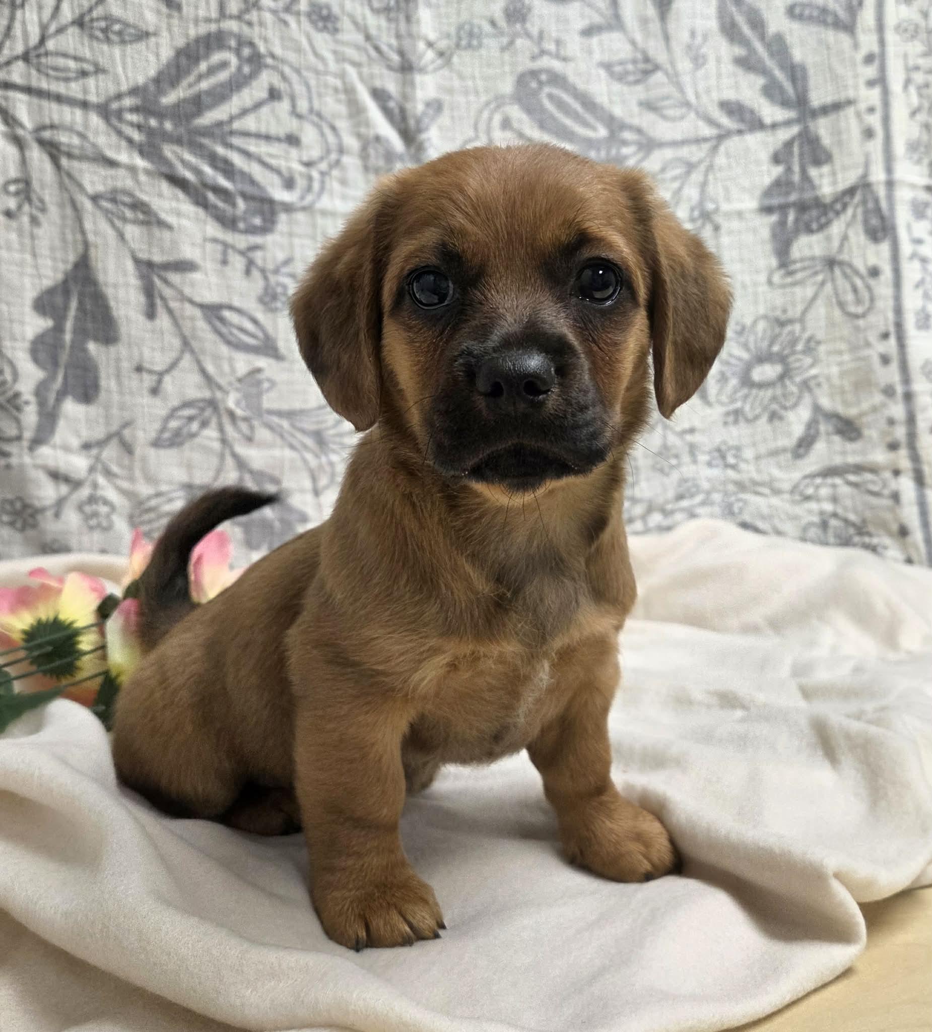 Bella the Dachshund Mix Puppy!, adopted, Puppy Female Dachshund.