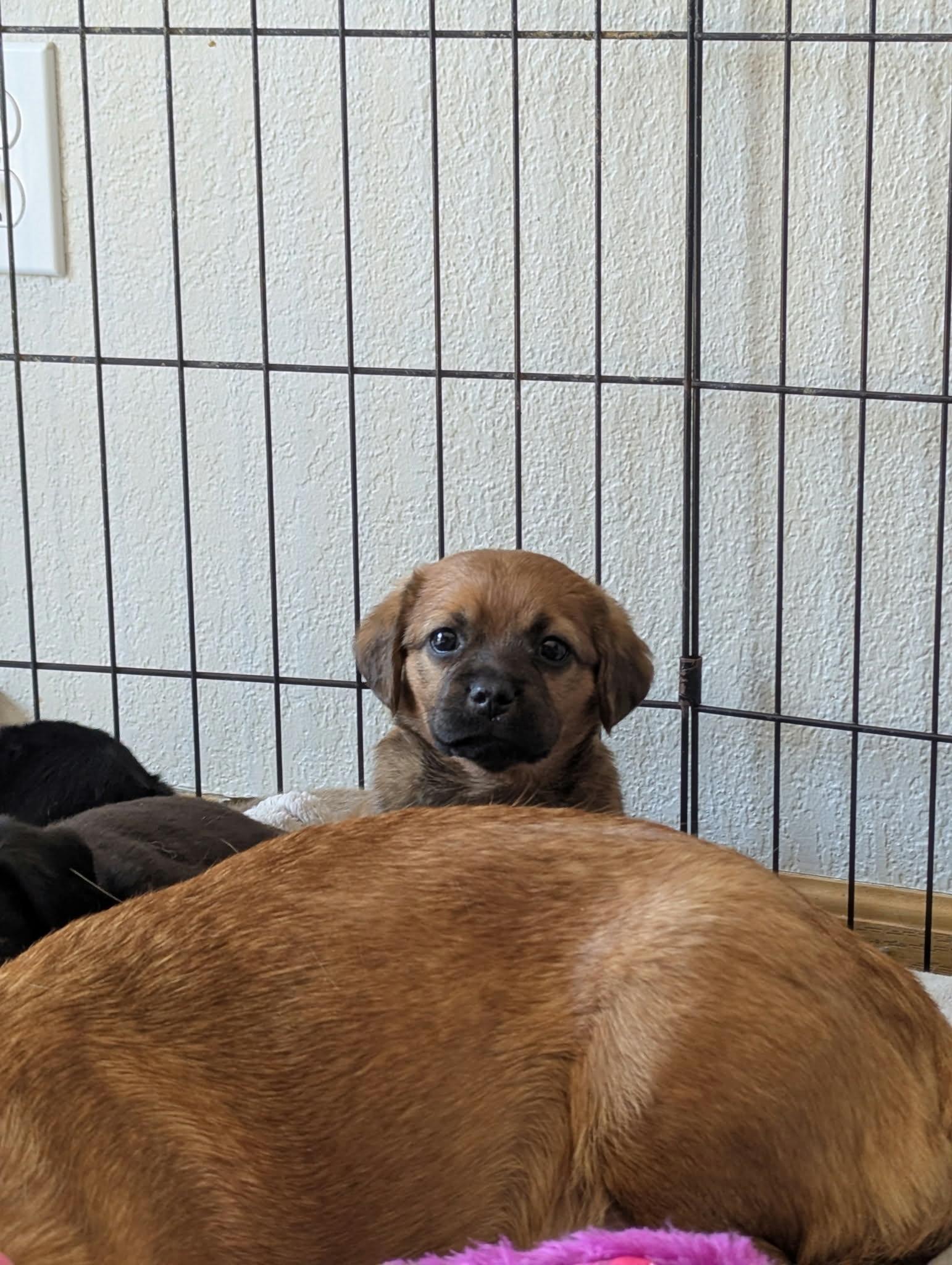 Bella the Dachshund Mix Puppy!, an adopted mixed breed in Muskego, WI image 5/5