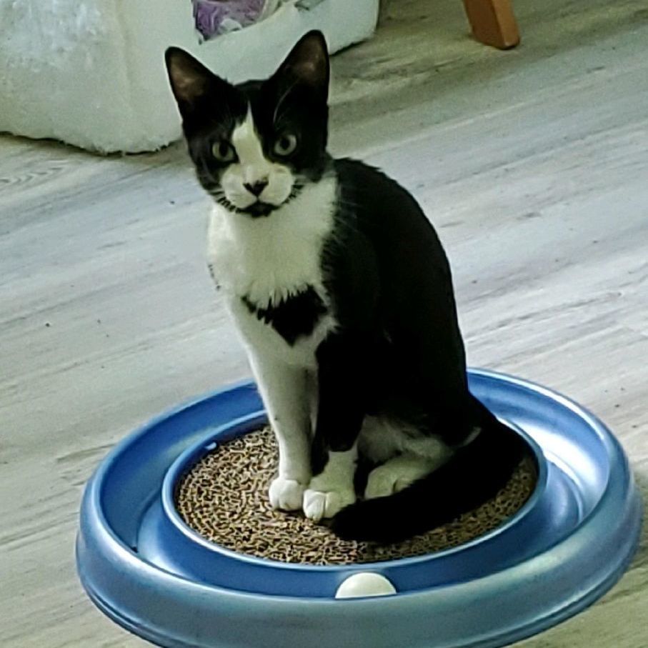 Thomas, a Adoptable Domestic Short Hair in Landenberg, PA image 1/7