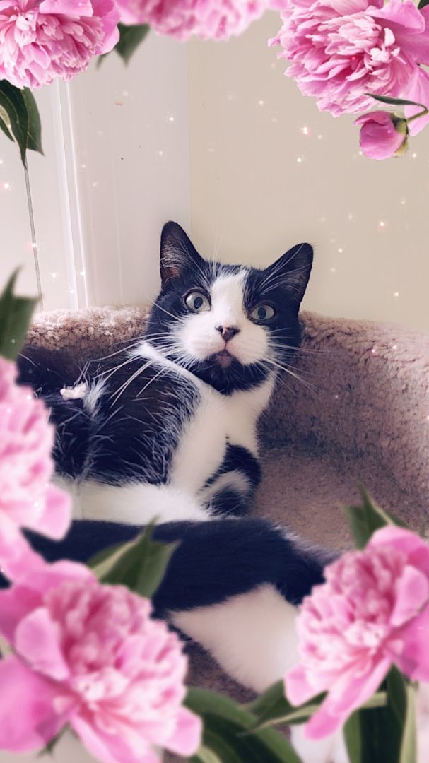 Thomas, a Adoptable Domestic Short Hair in Landenberg, PA image 2/7