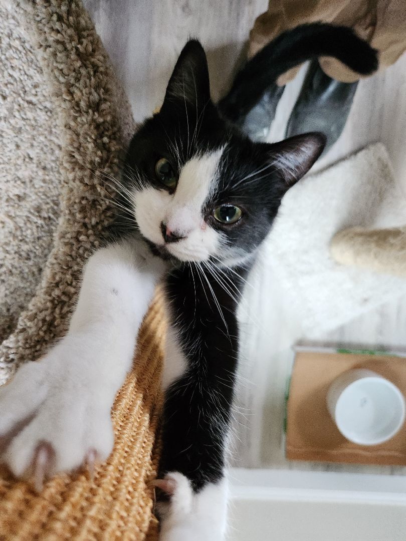 Thomas, a Adoptable Domestic Short Hair in Landenberg, PA image 3/7