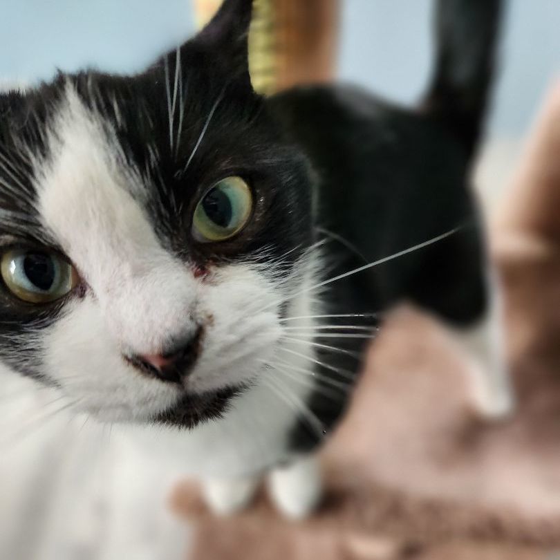 Thomas, a Adoptable Domestic Short Hair in Landenberg, PA image 4/7