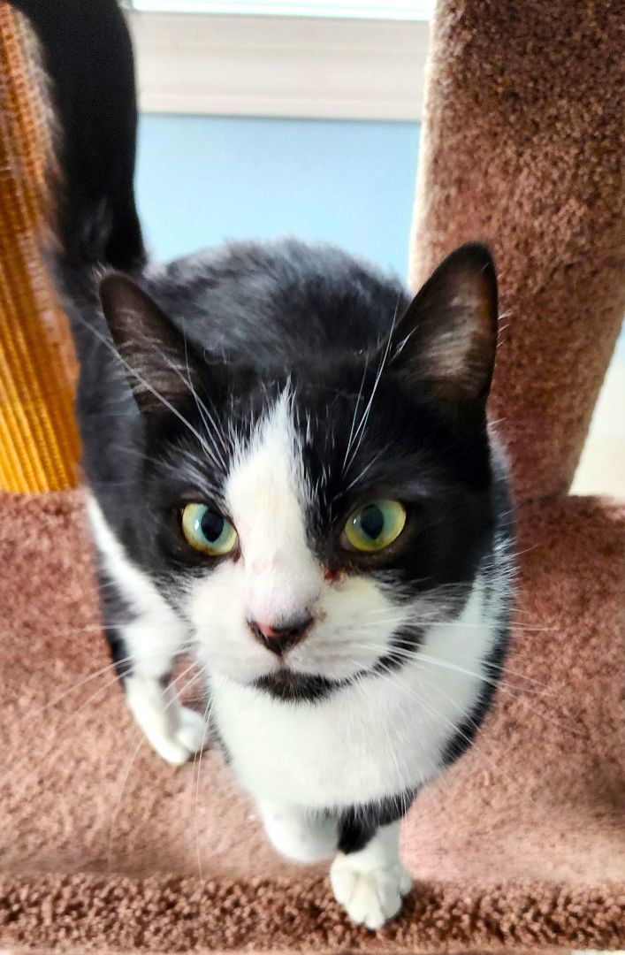 Thomas, a Adoptable Domestic Short Hair in Landenberg, PA image 5/7