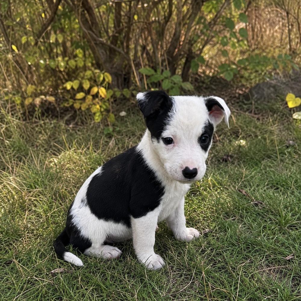 Owen, Adoptable, Puppy Male Australian Cattle Dog / Blue Heeler.