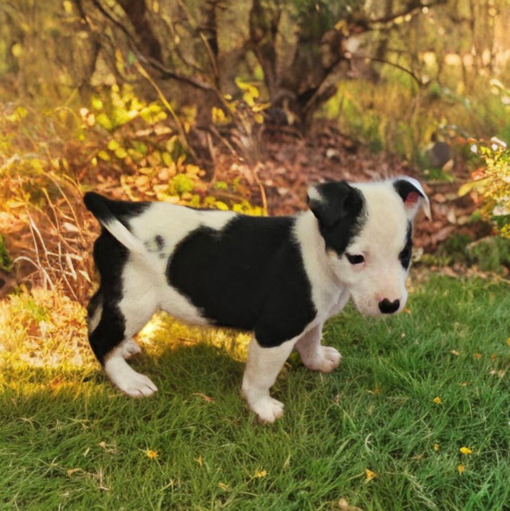 Enlarge Owen, a Adoptable mixed breed in Colorado Springs, CO image 2/2