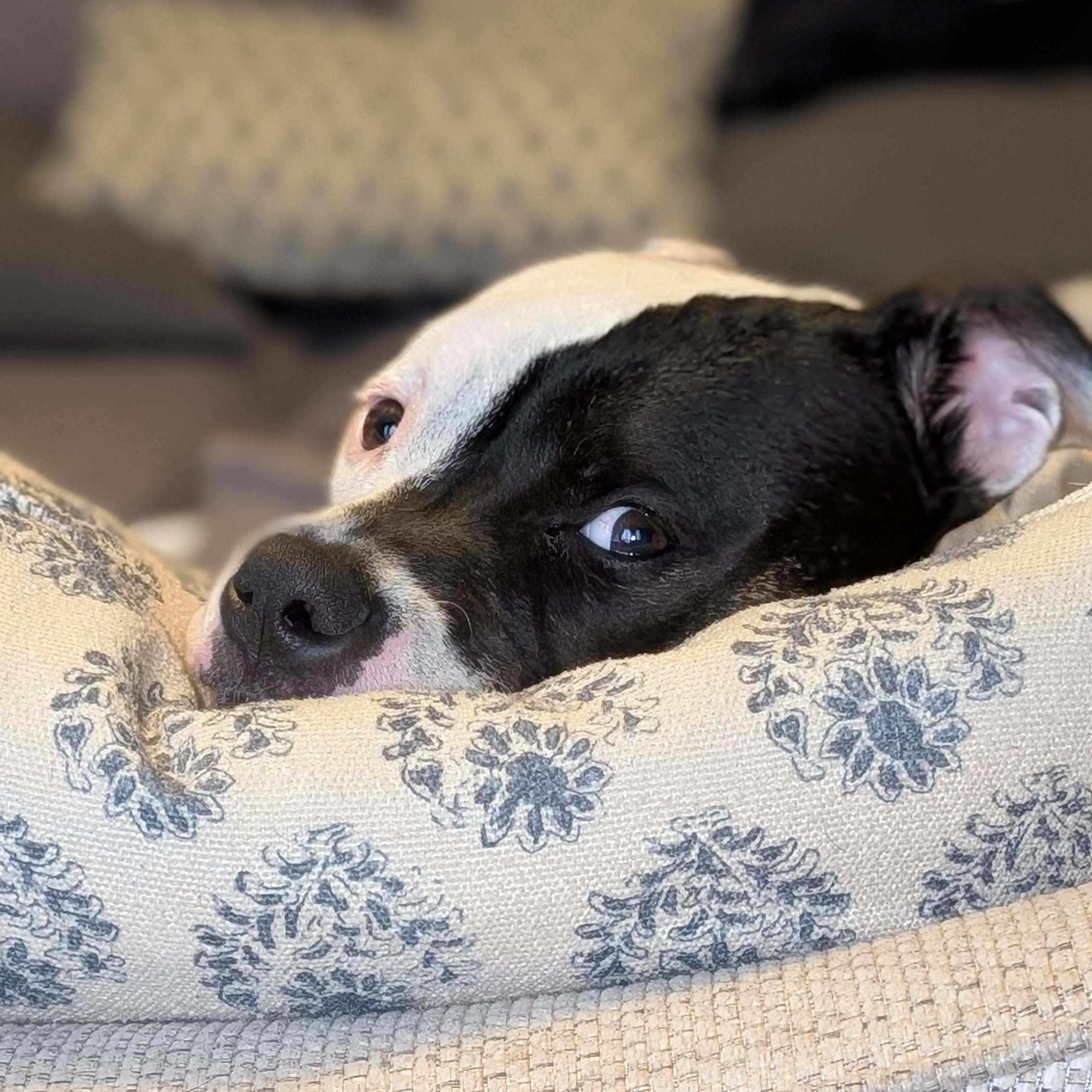 Cruella, a Adoptable Pit Bull Terrier in Peotone, IL image 3/6