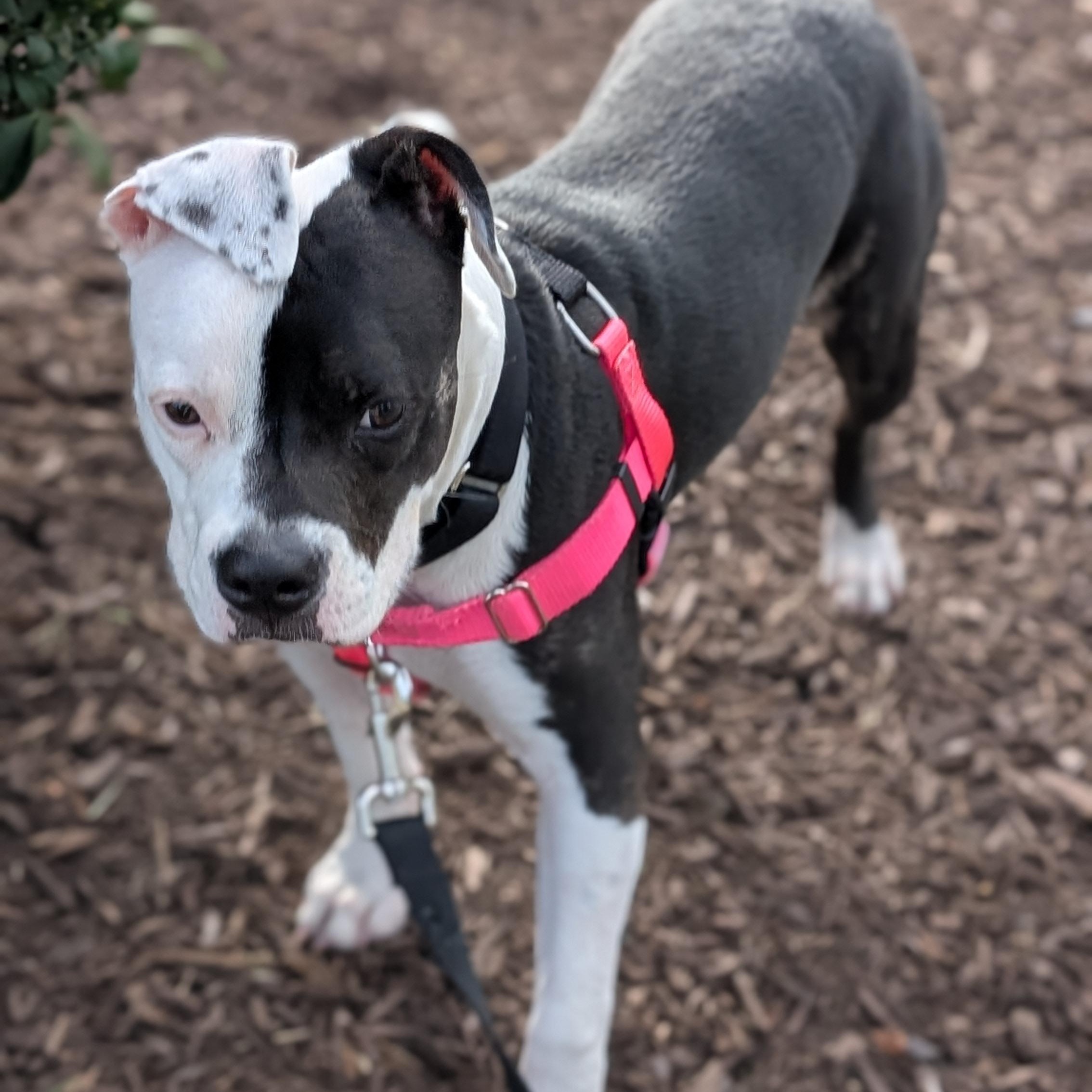 Cruella, a Adoptable Pit Bull Terrier in Peotone, IL image 2/6