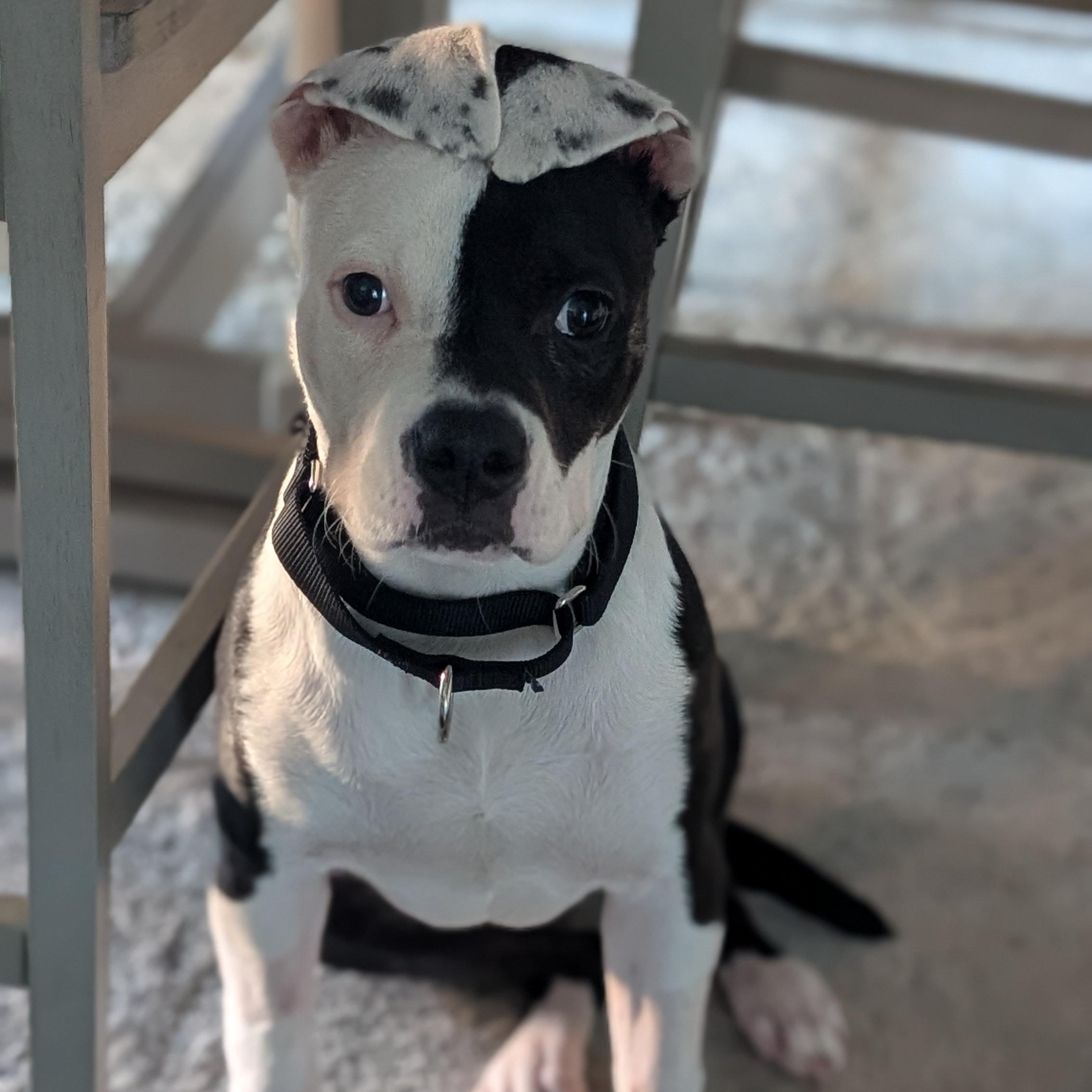 Cruella, a Adoptable Pit Bull Terrier in Peotone, IL image 1/6