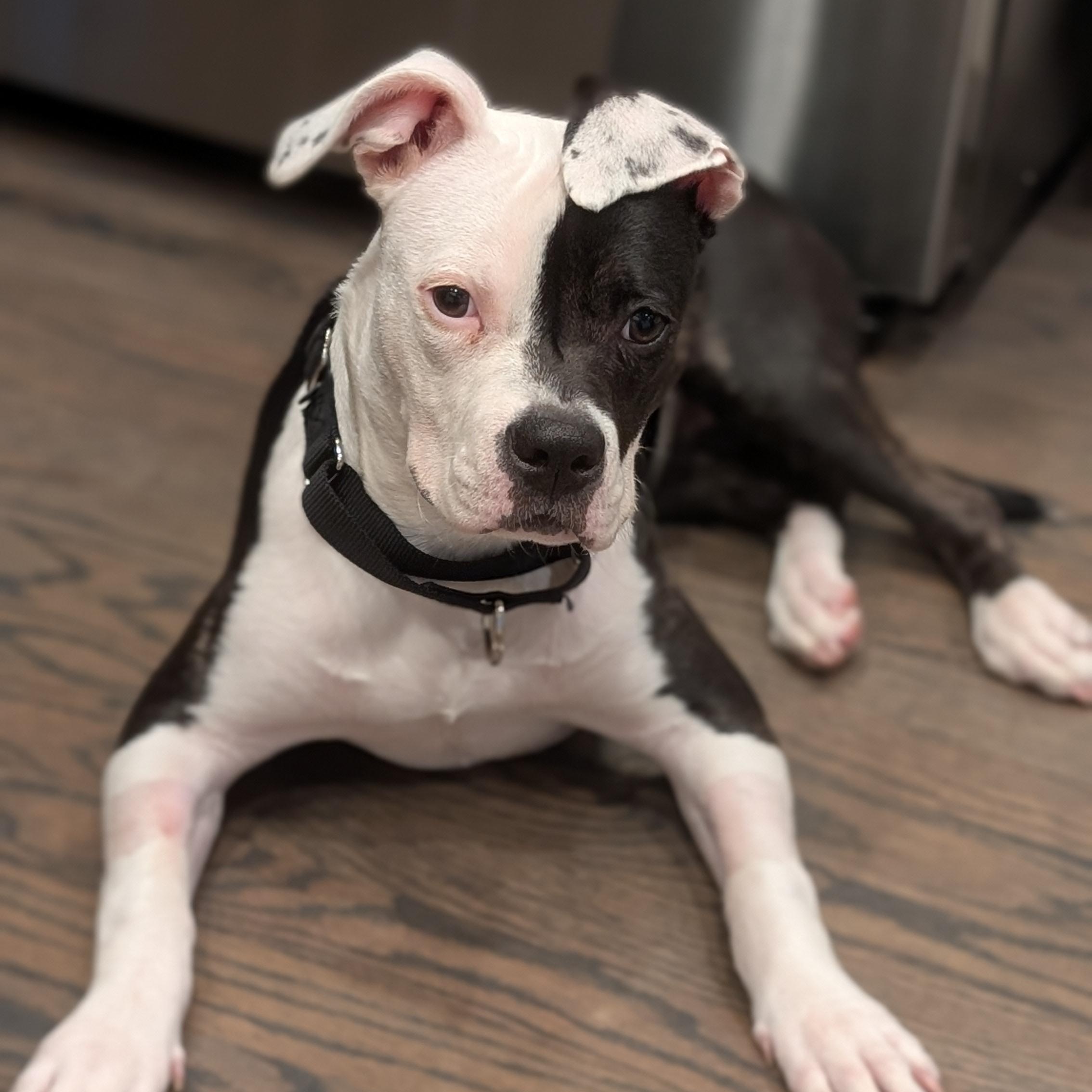 Cruella, a Adoptable Pit Bull Terrier in Peotone, IL image 4/6