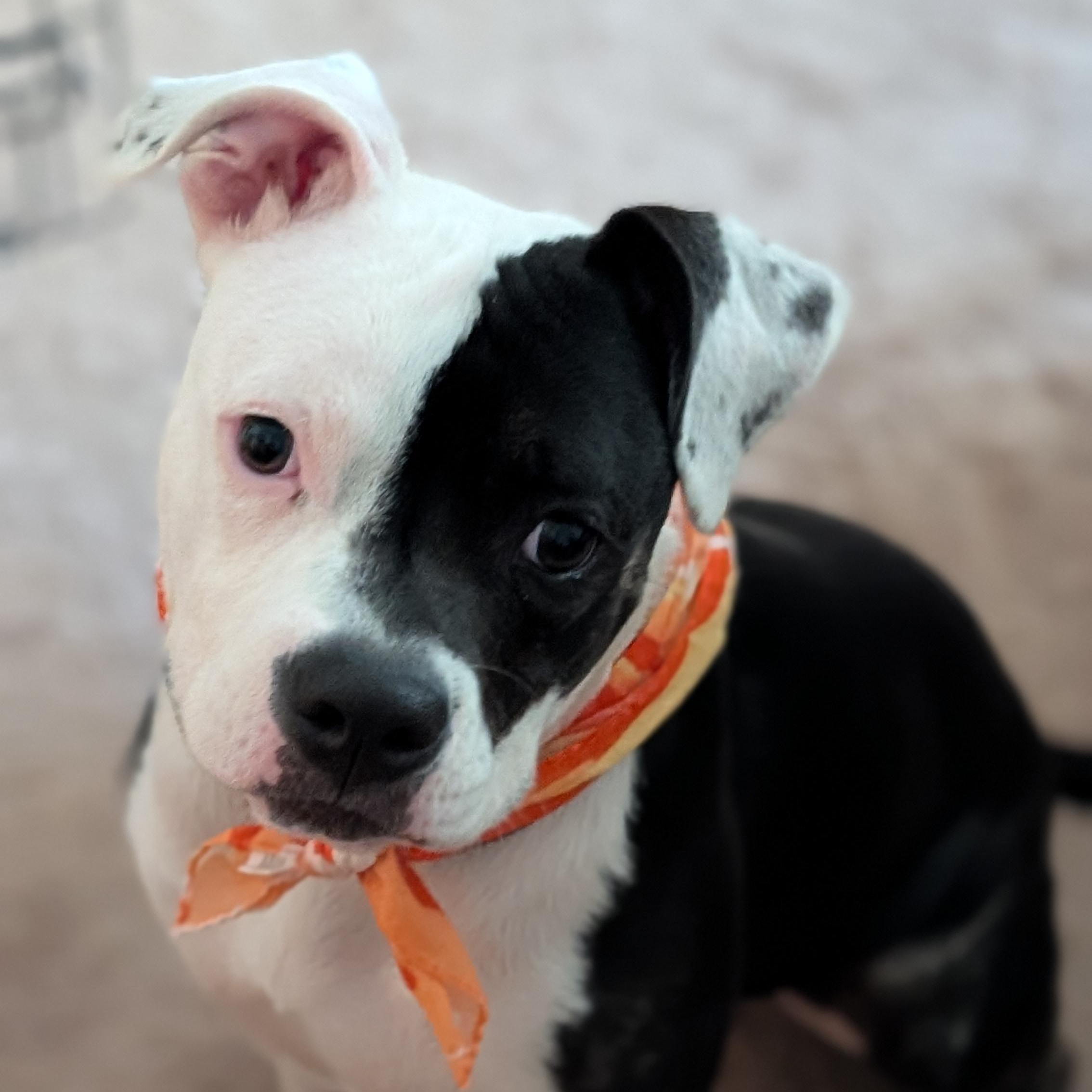 Cruella, a Adoptable Pit Bull Terrier in Peotone, IL image 5/6