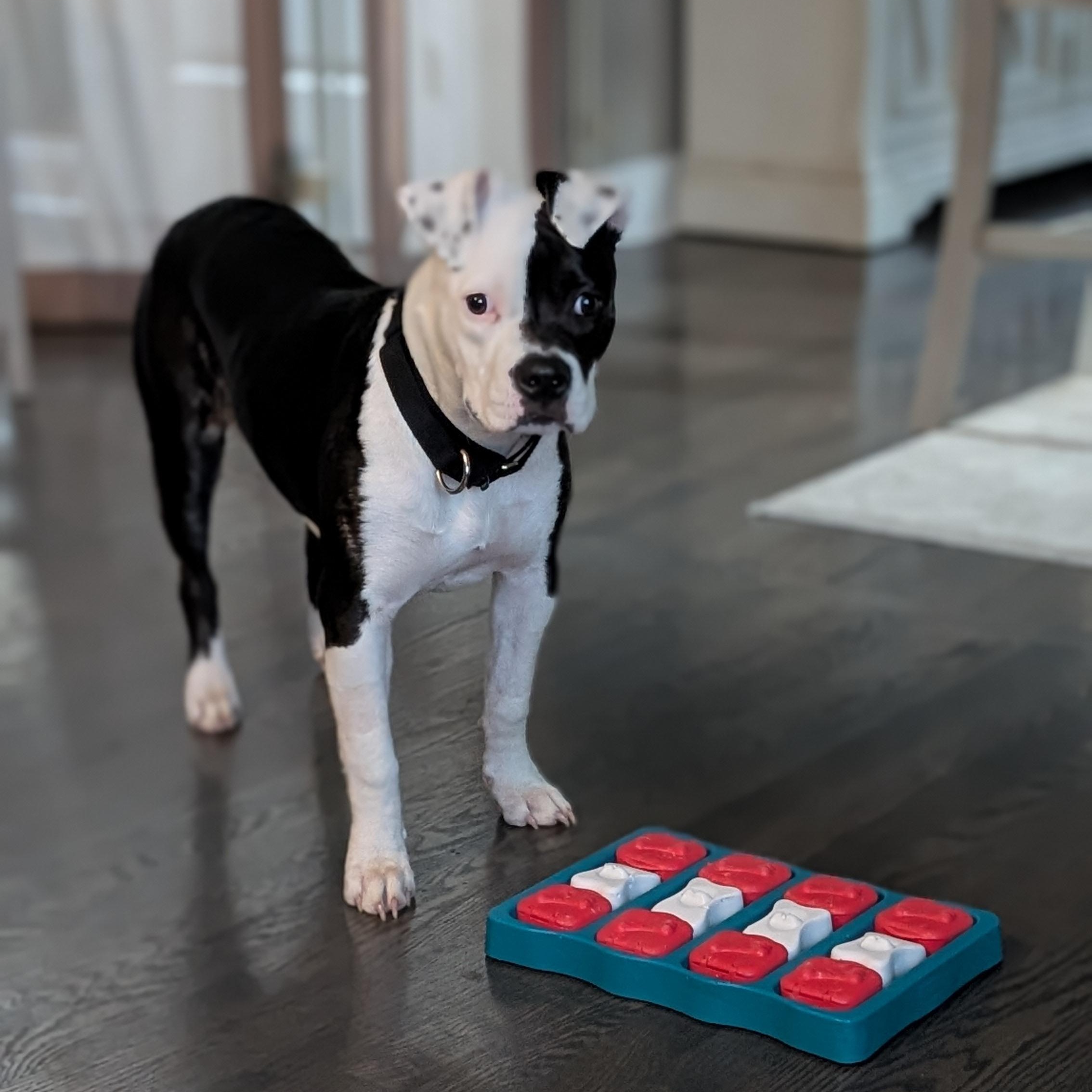 Cruella, a Adoptable Pit Bull Terrier in Peotone, IL image 6/6