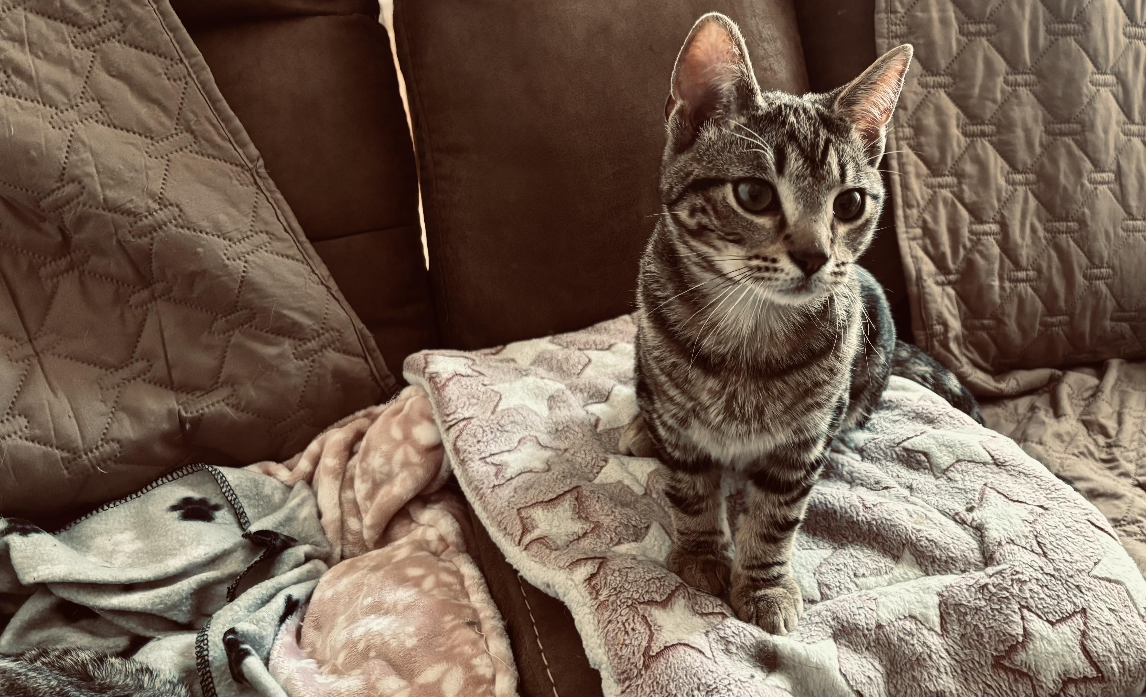 Enlarge River (he's a lover), a ADOPTABLE mixed breed in Southbury, CT image 6/6