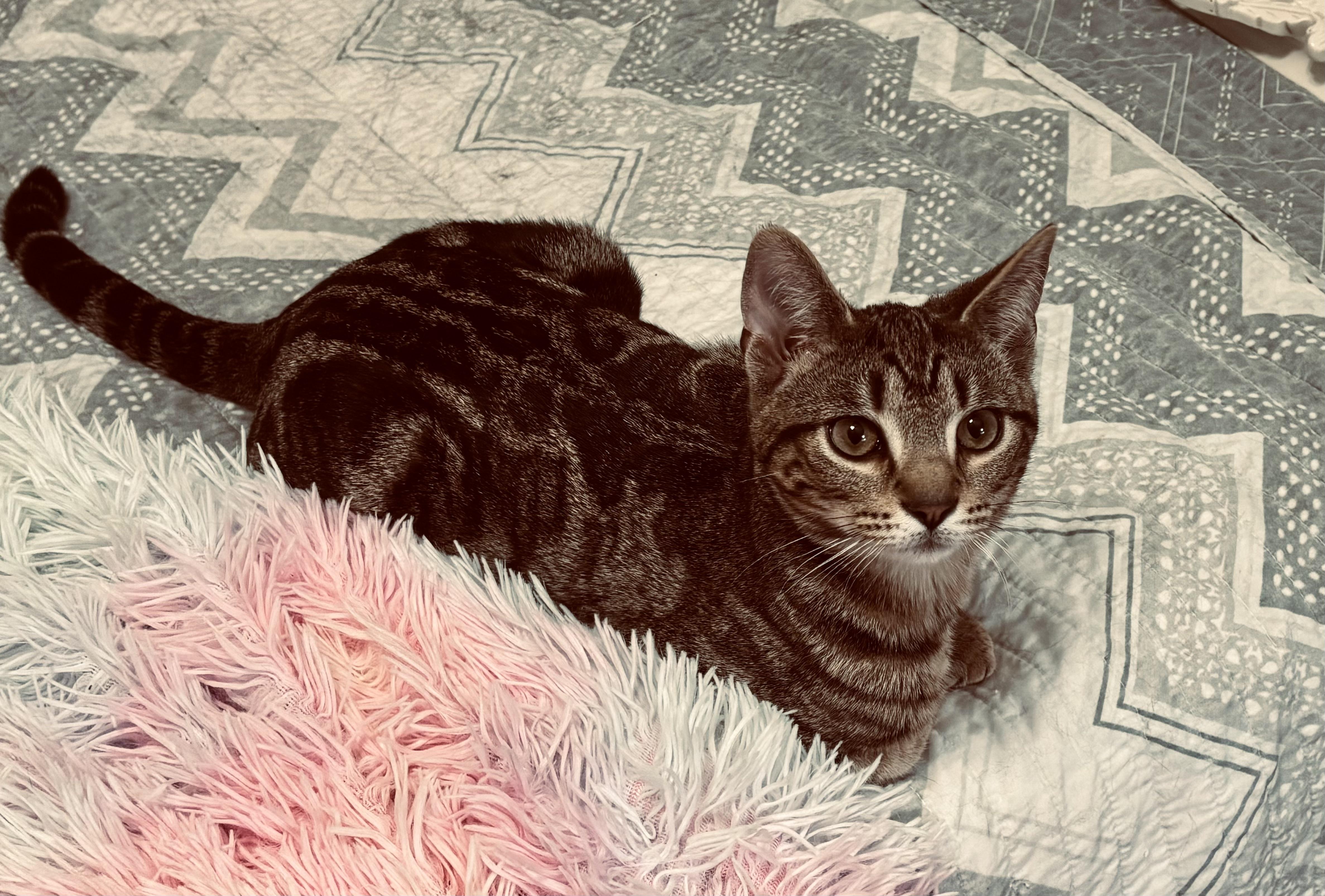 Enlarge River (he's a lover), a ADOPTABLE mixed breed in Southbury, CT image 5/6