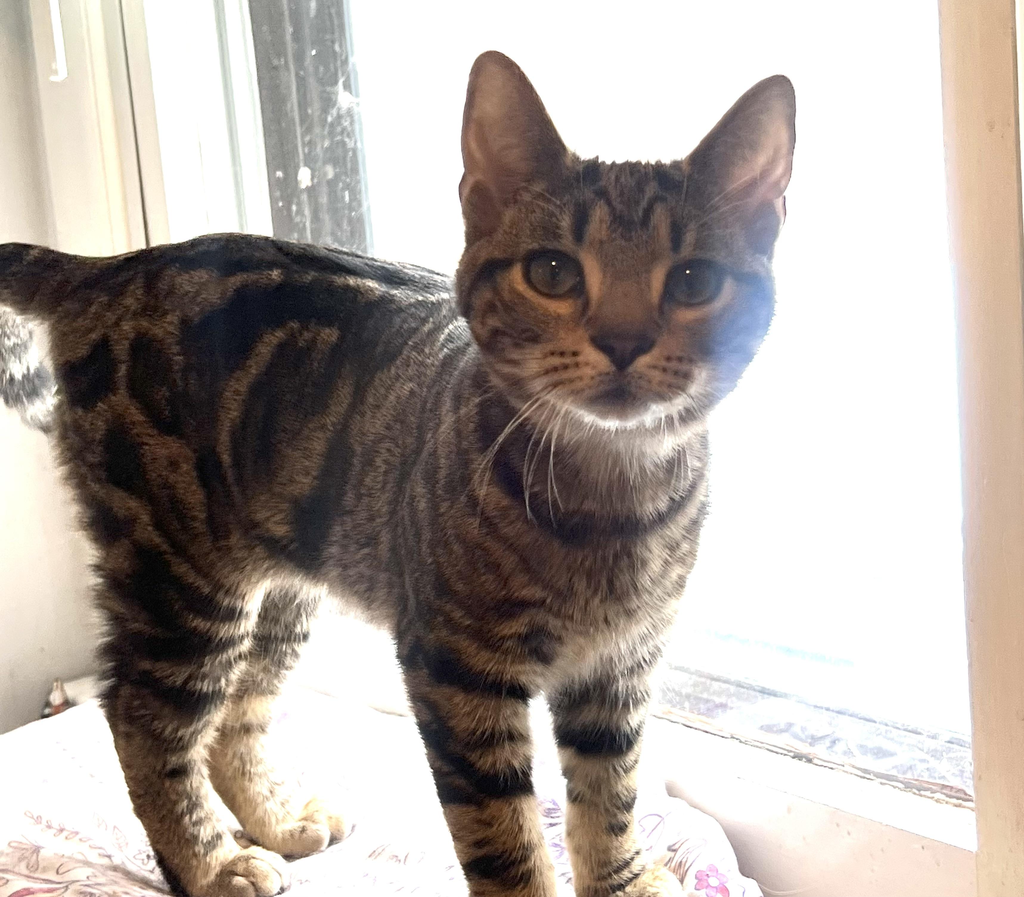 River (he's a lover), ADOPTABLE, Young Male Tabby & Tiger.
