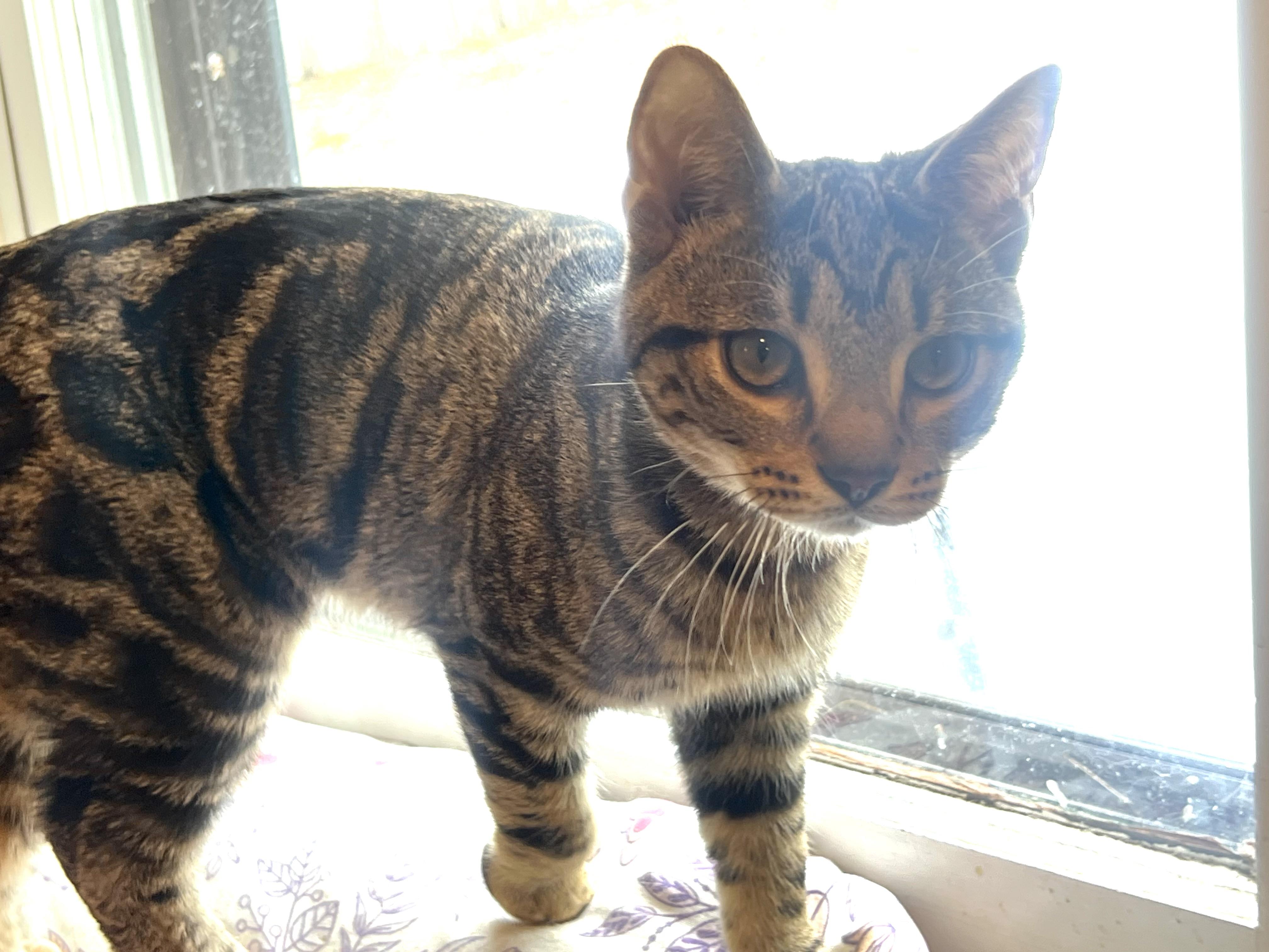 Enlarge River (he's a lover), a ADOPTABLE mixed breed in Southbury, CT image 2/6