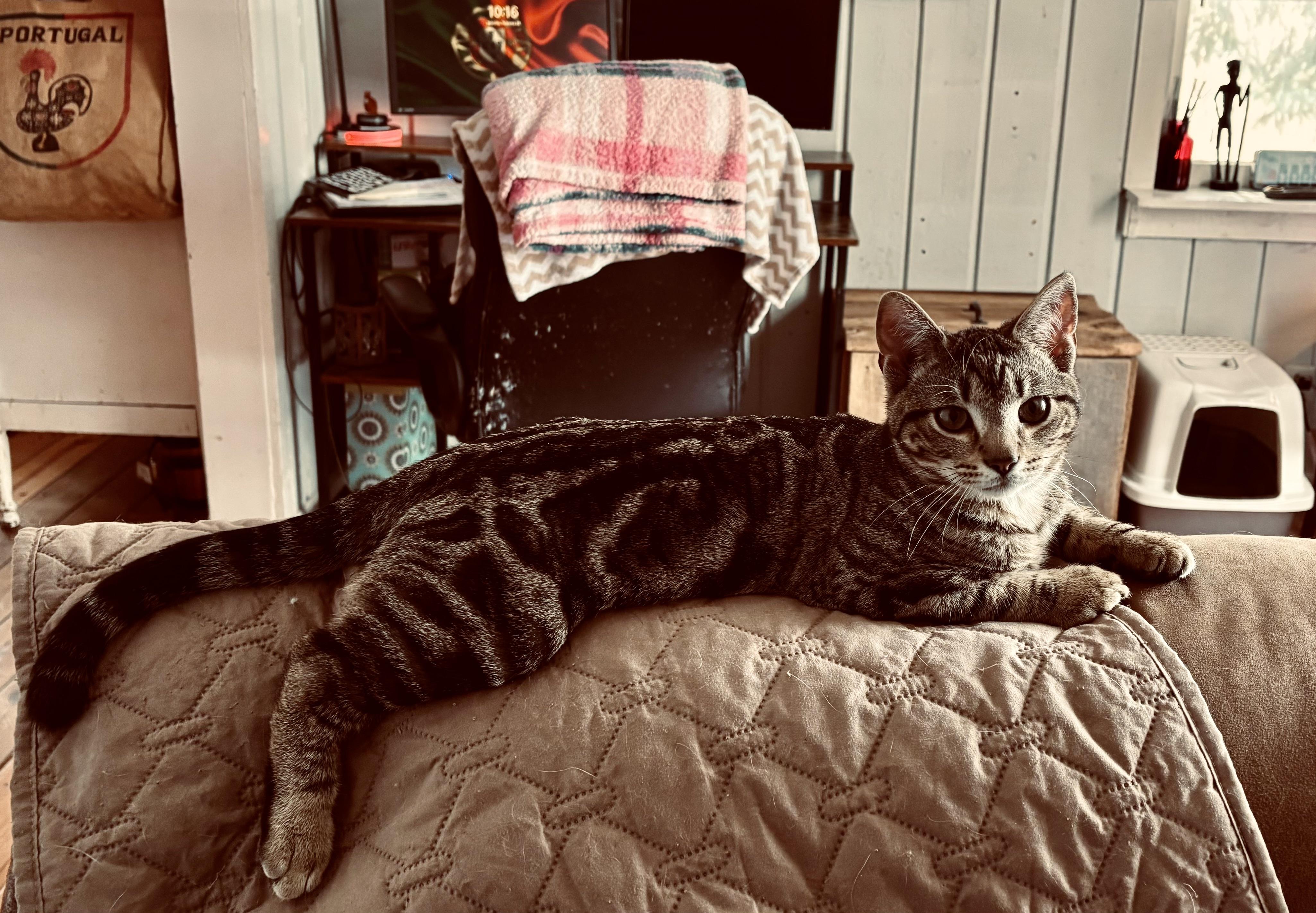 Enlarge River (he's a lover), a ADOPTABLE mixed breed in Southbury, CT image 3/6